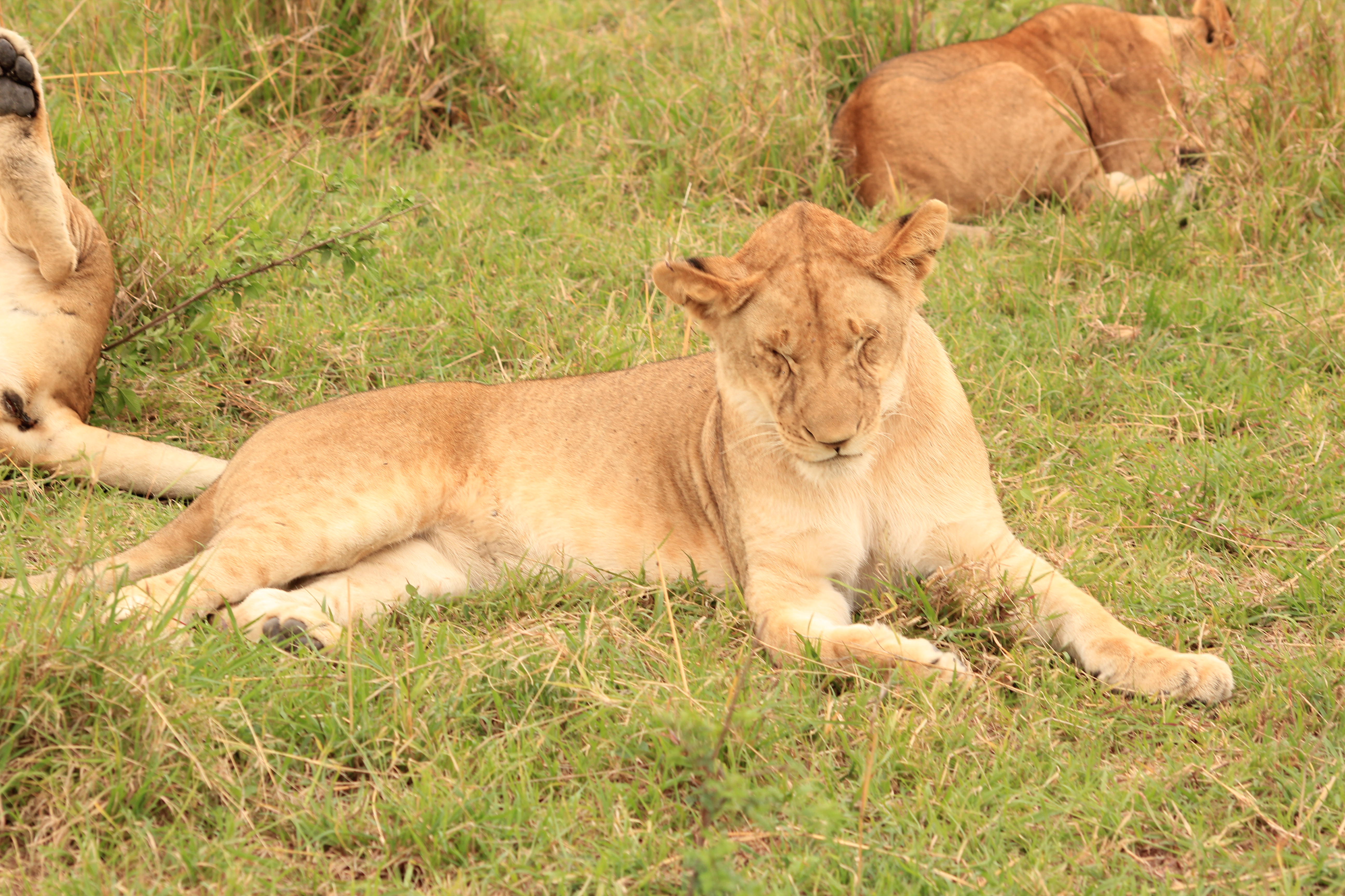 6 Days Great Rift Valley Maasai Mara Safari