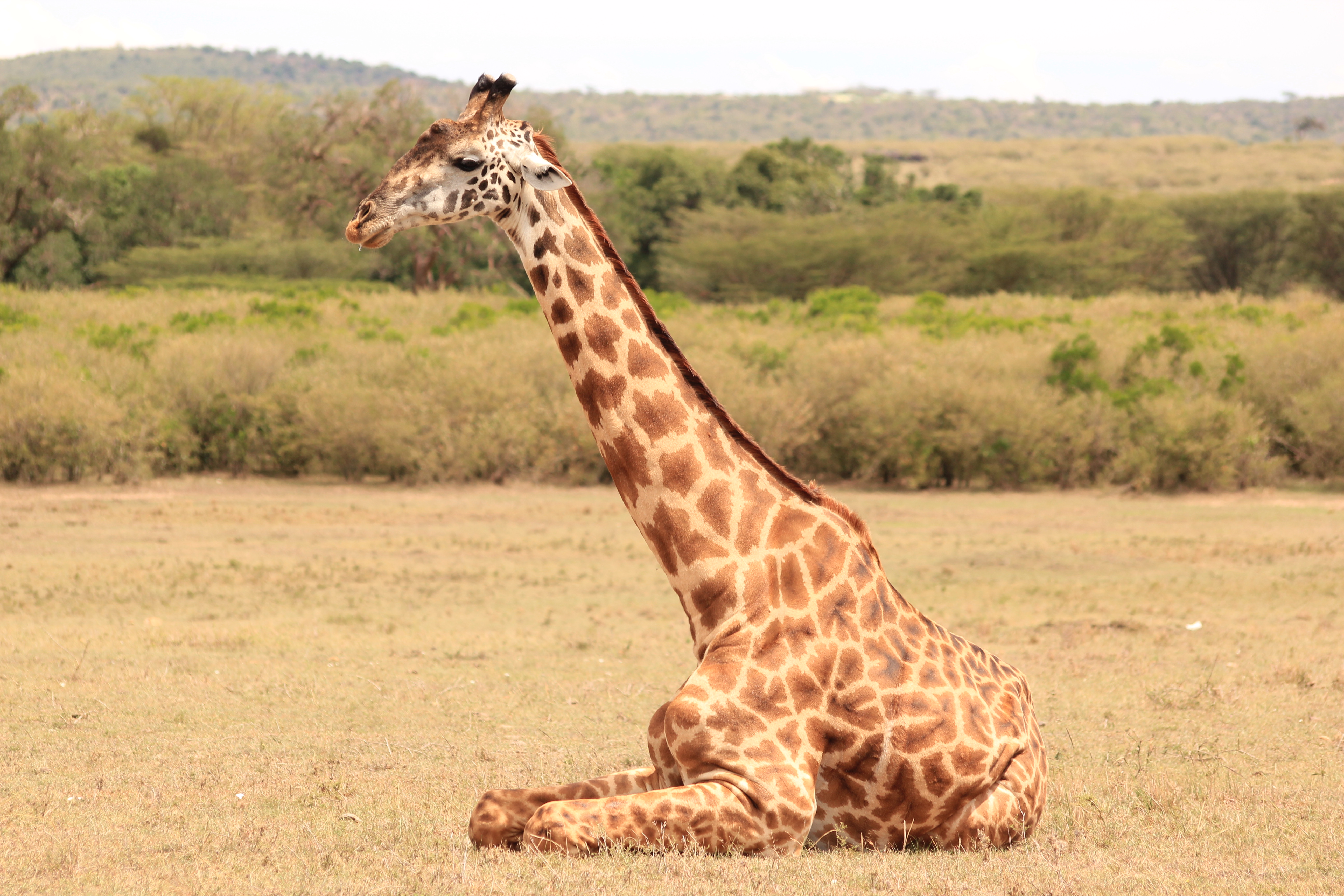 The Giraffe Centre
