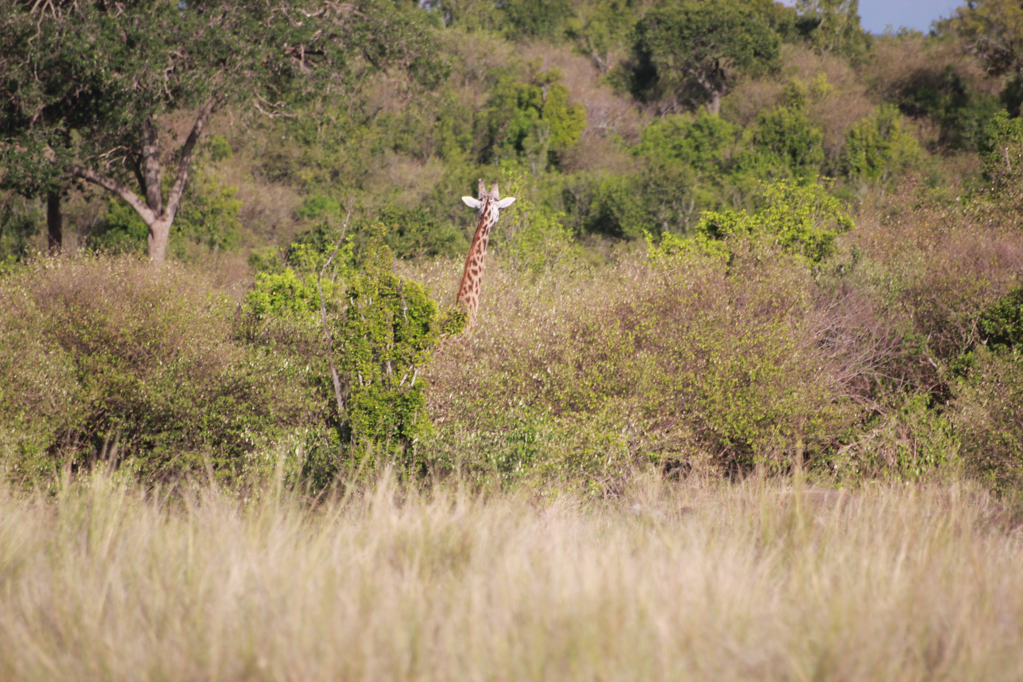5 Days Mombasa Wilderness Safari