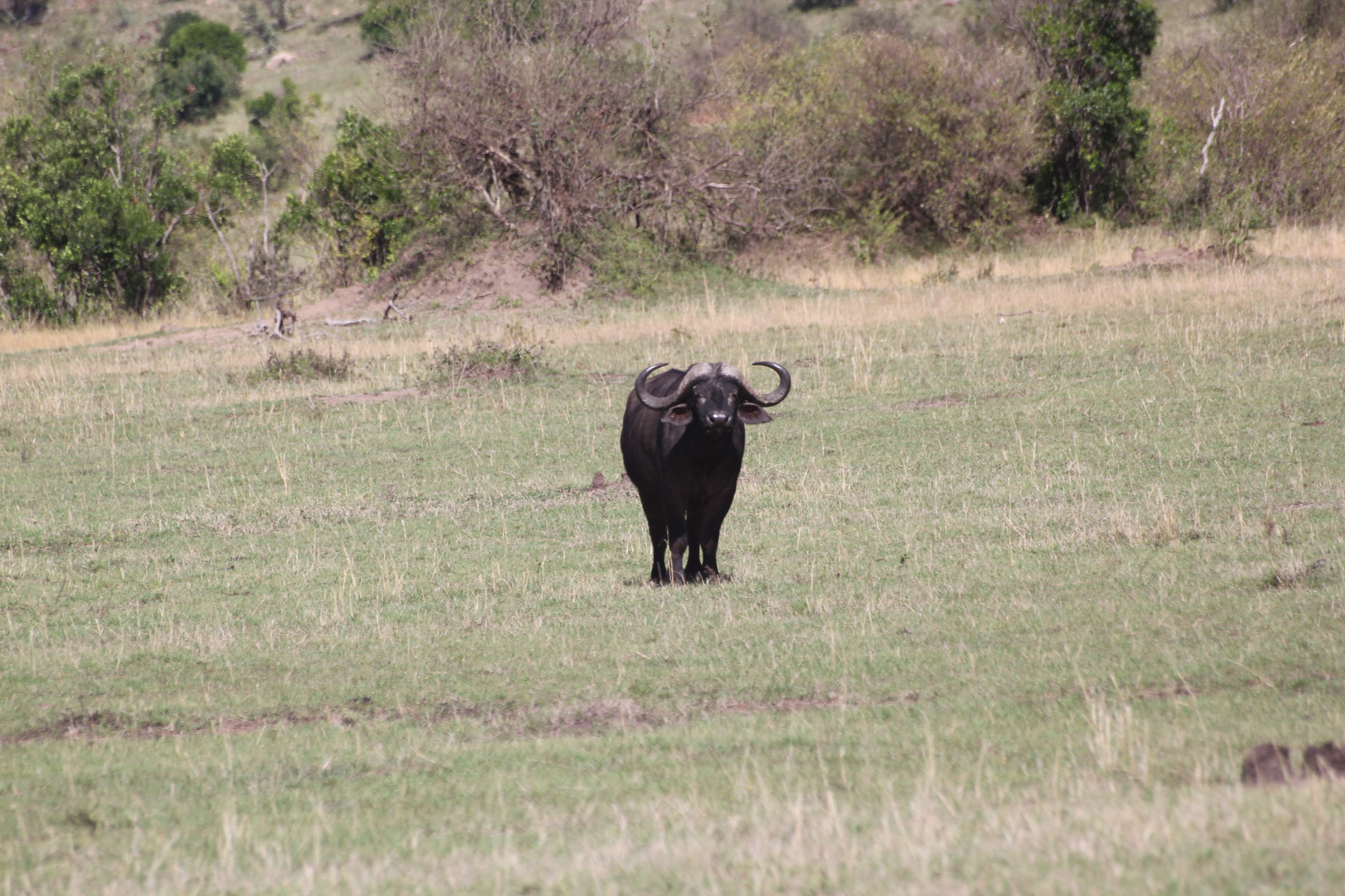 6 Days Kicheche Mara Wilderness Safari