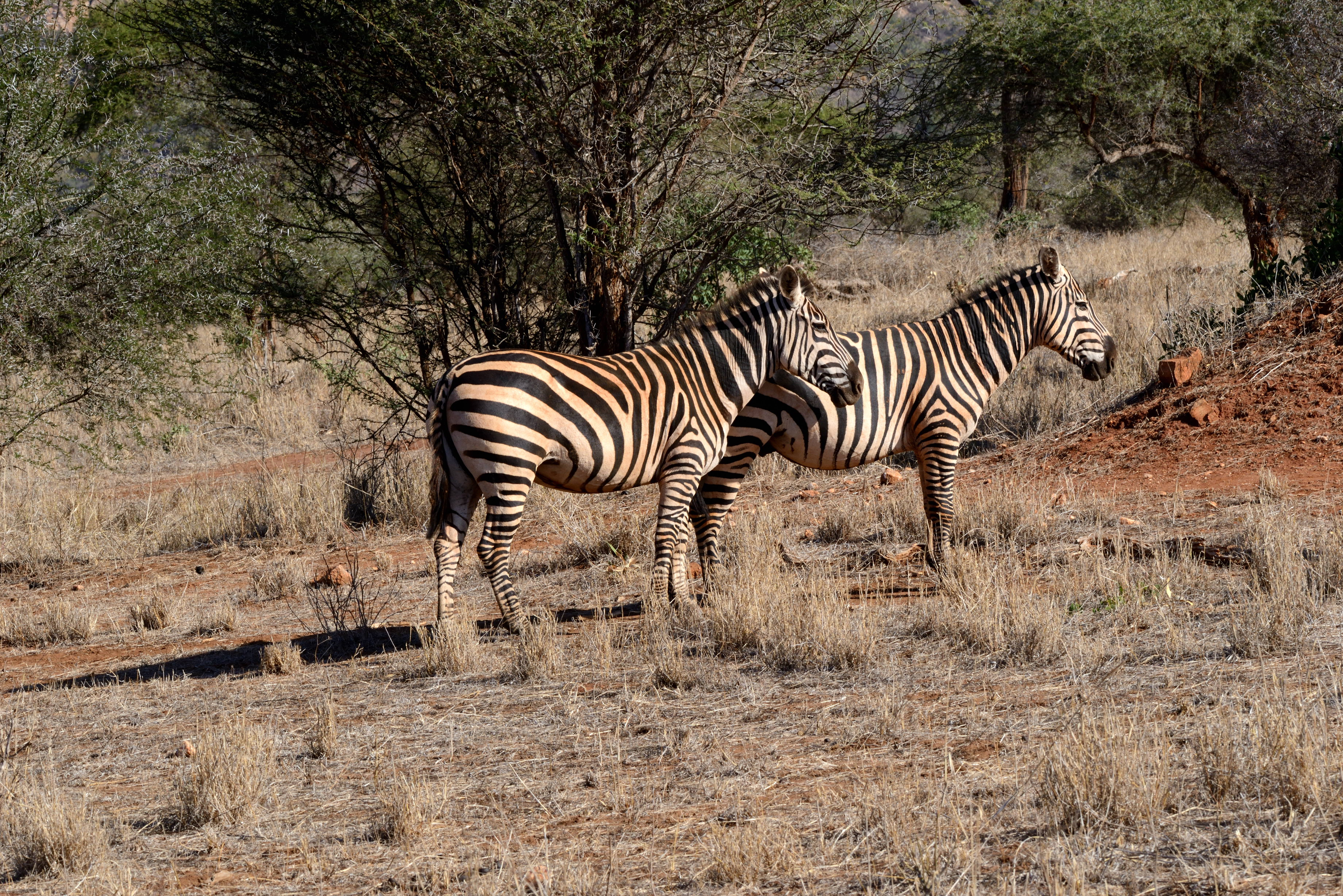 Murchison Falls - Kibale Forest - QE - Gorillas & Lake Mburo (11 days)
