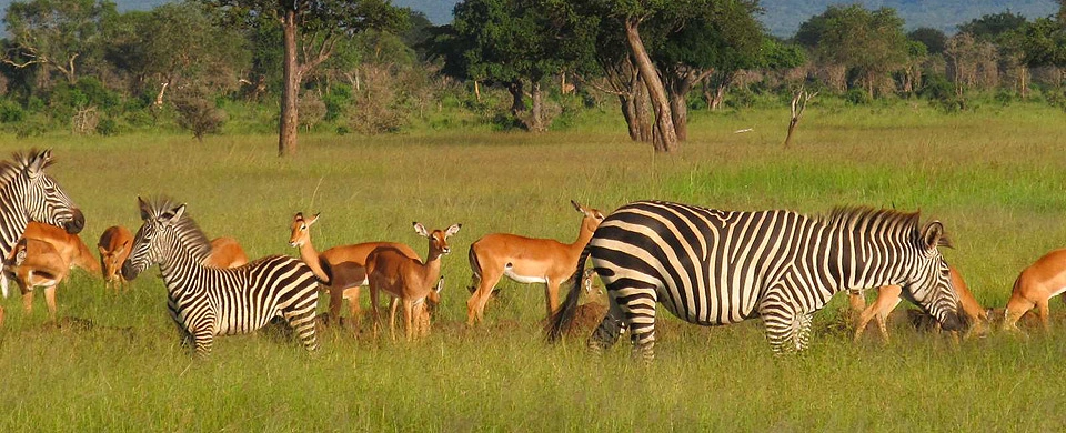 Rwanda Safaris