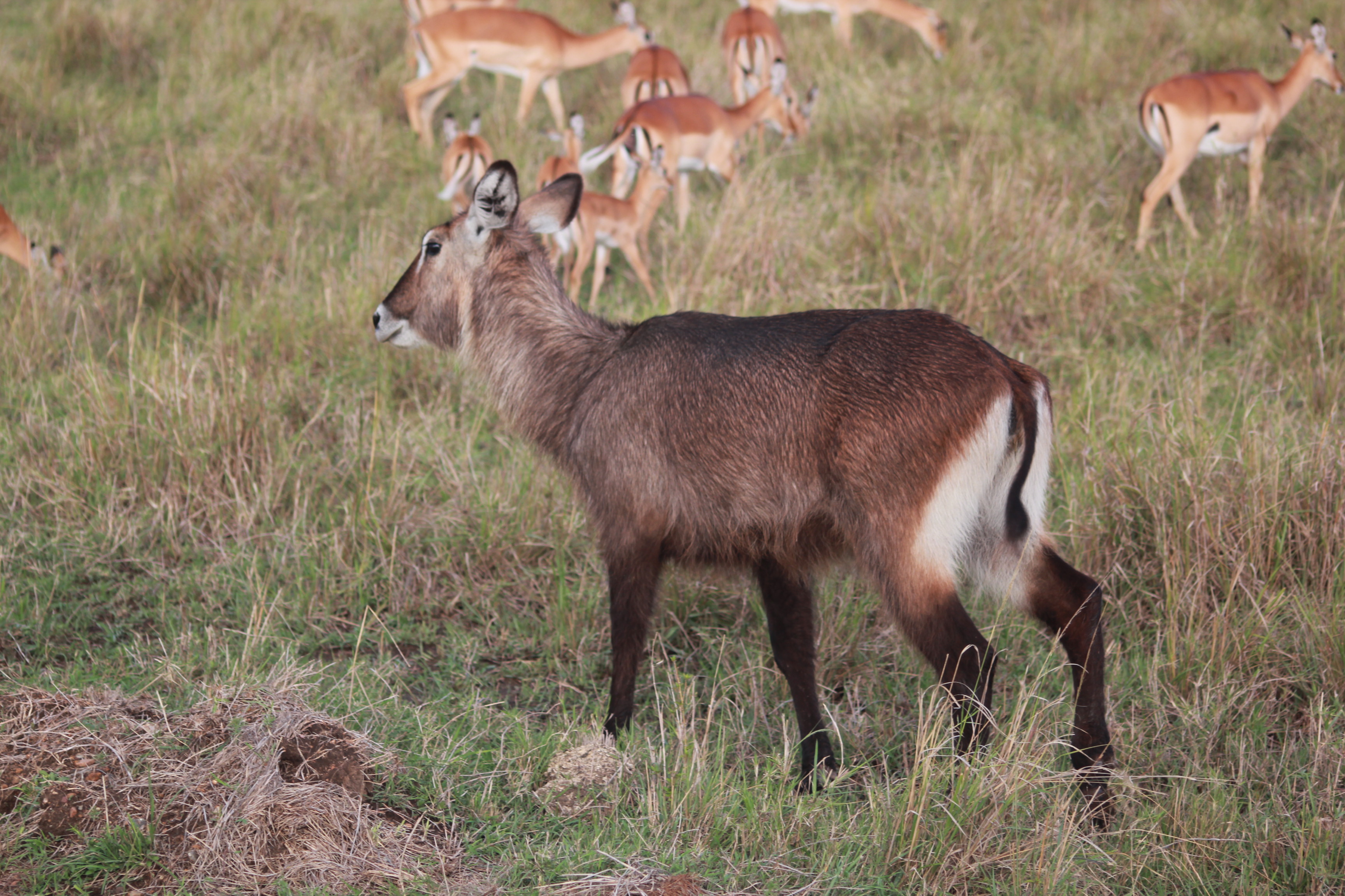 7 Days Kenya Big Five Safari