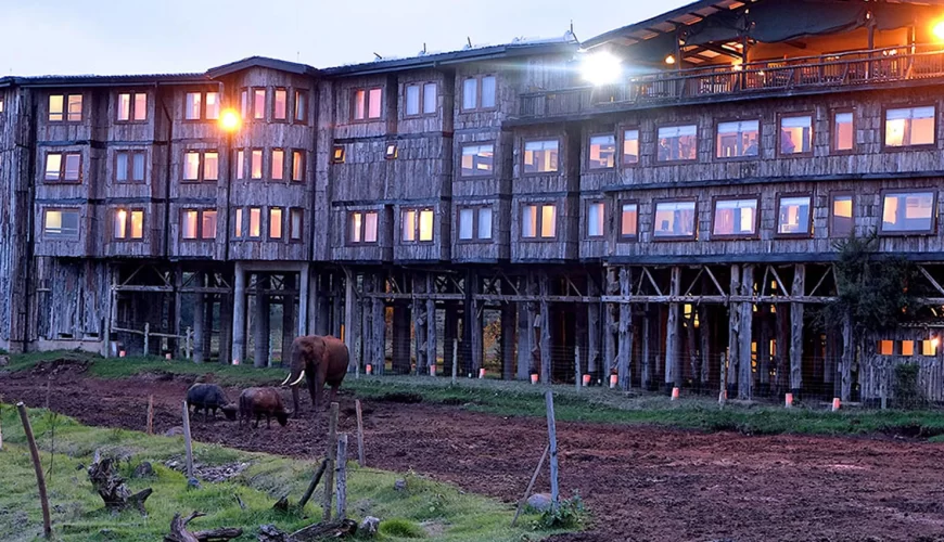Treetop Lodge