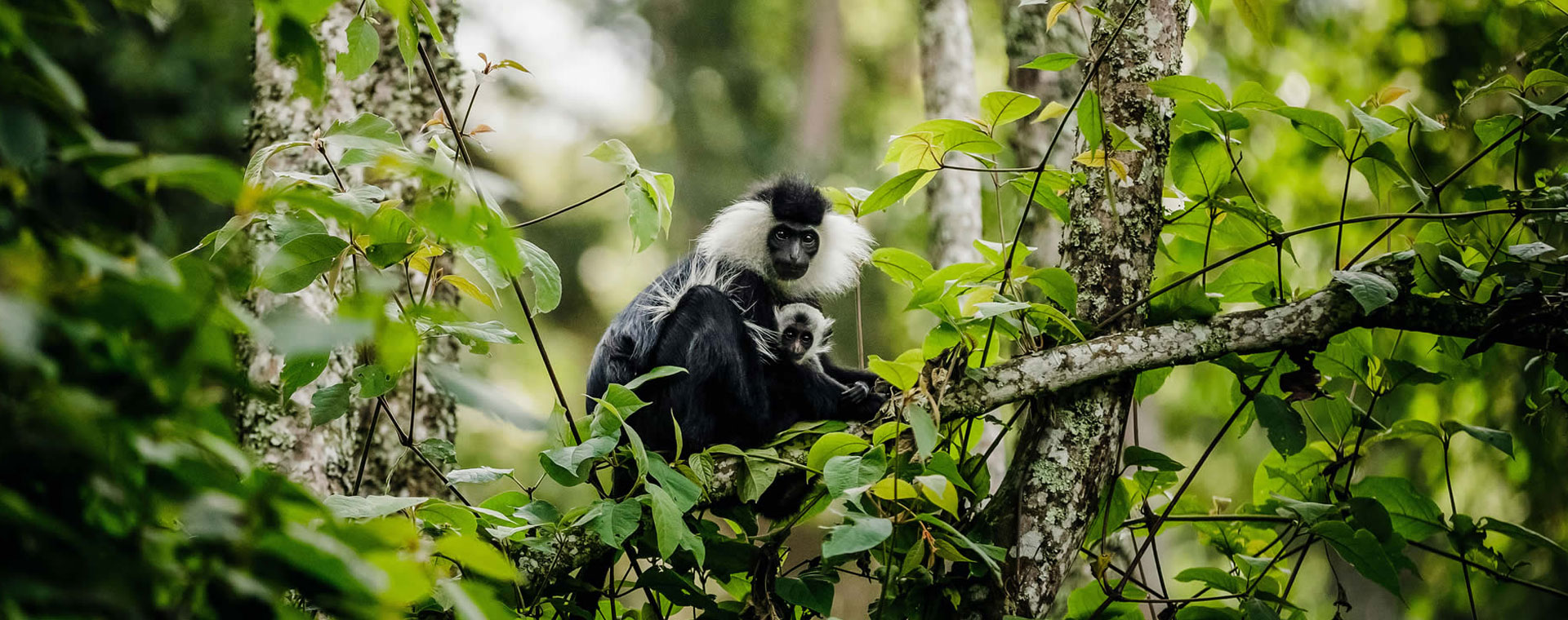 Nyungwe National Park