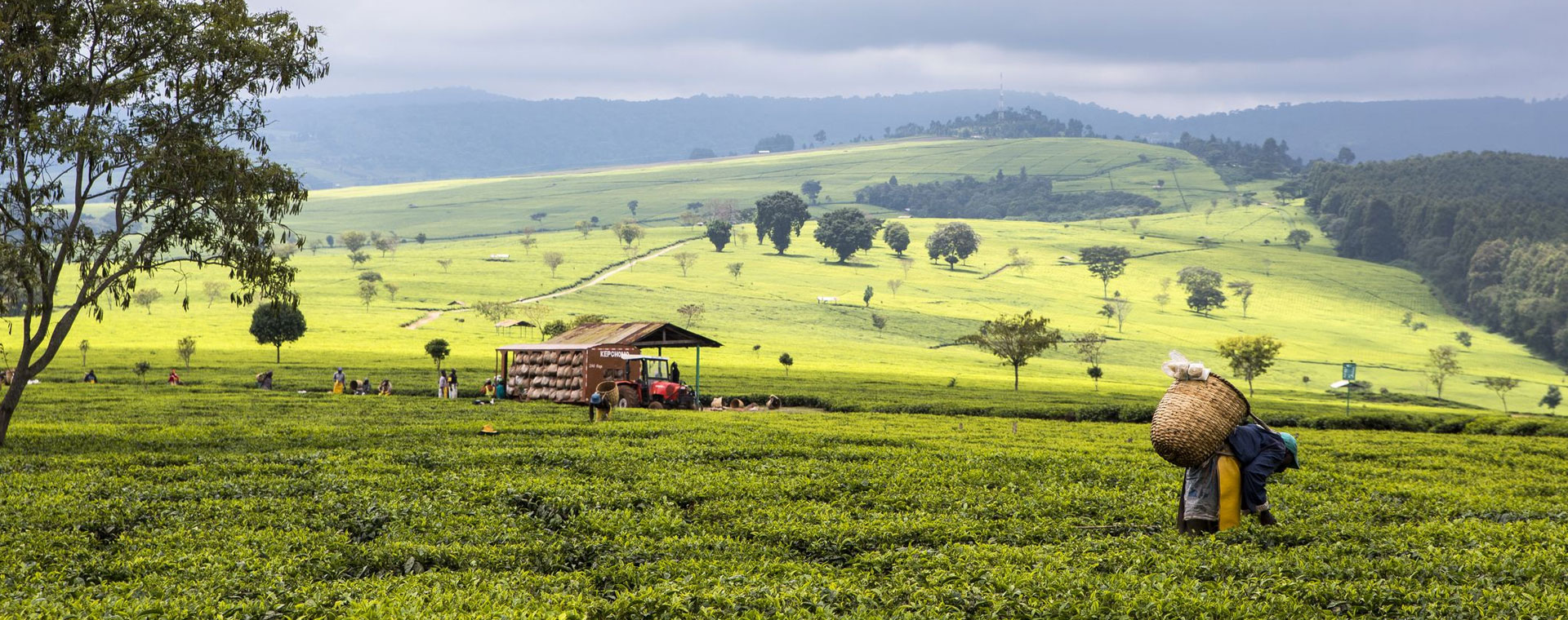 Western Highlands Kenya