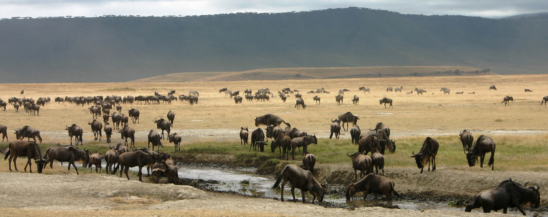 Serengeti National Park image 4