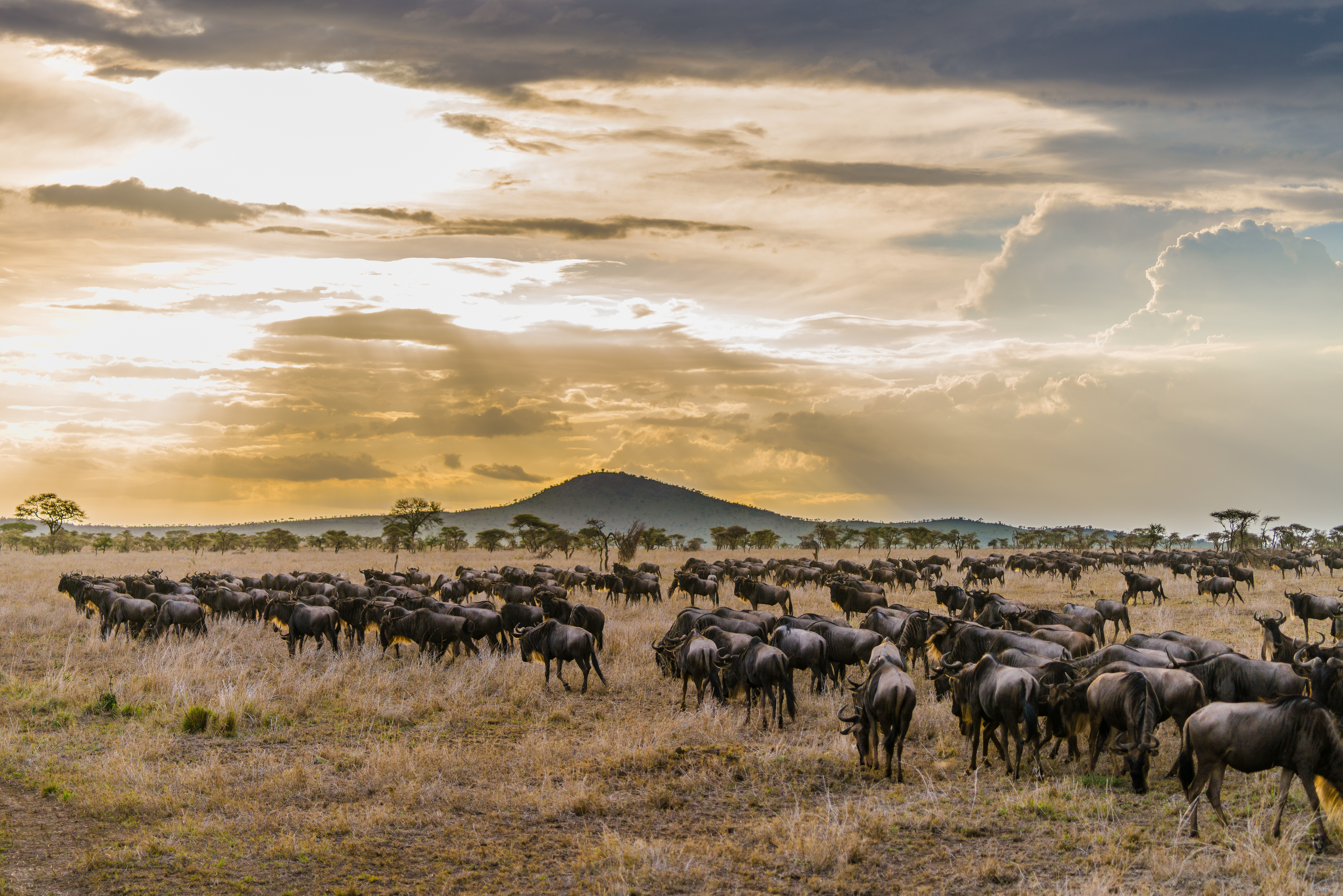 Serengeti National Park image 2