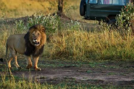 Unforgettable 3 Days Masai Mara Budget Camping Safari