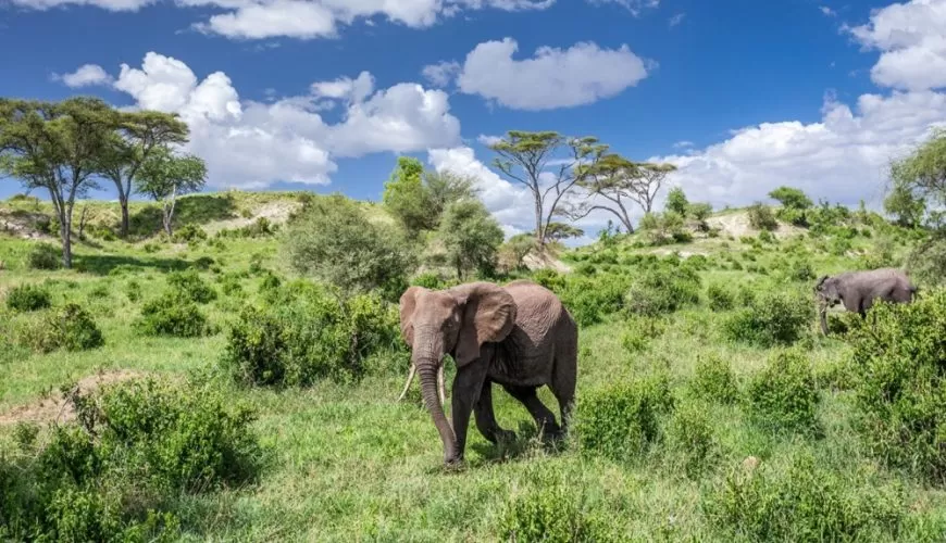 Tanzania Destinations - A Journey To The Heart Of Africa With Diwaka Safaris