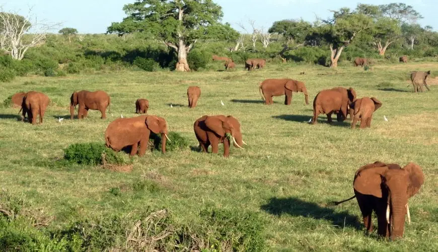 Why Visit Tsavo East And West Beyond The Expected Masai Mara?