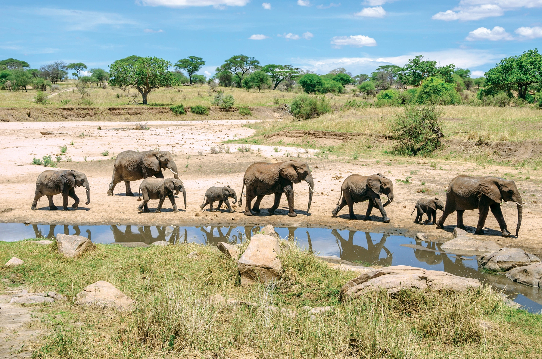 Tarangire National Park image 5