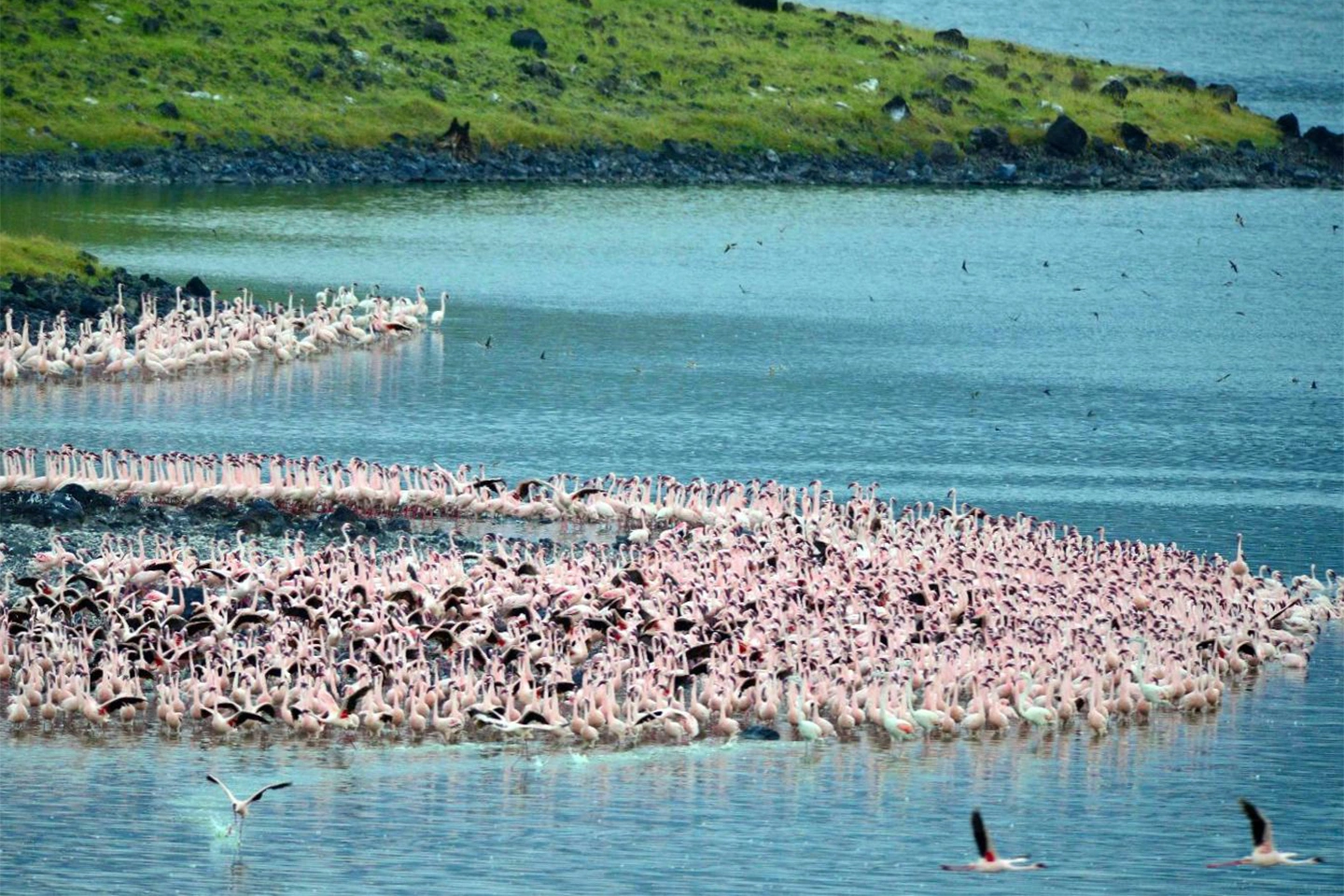 Lake Manyara National Park image 4
