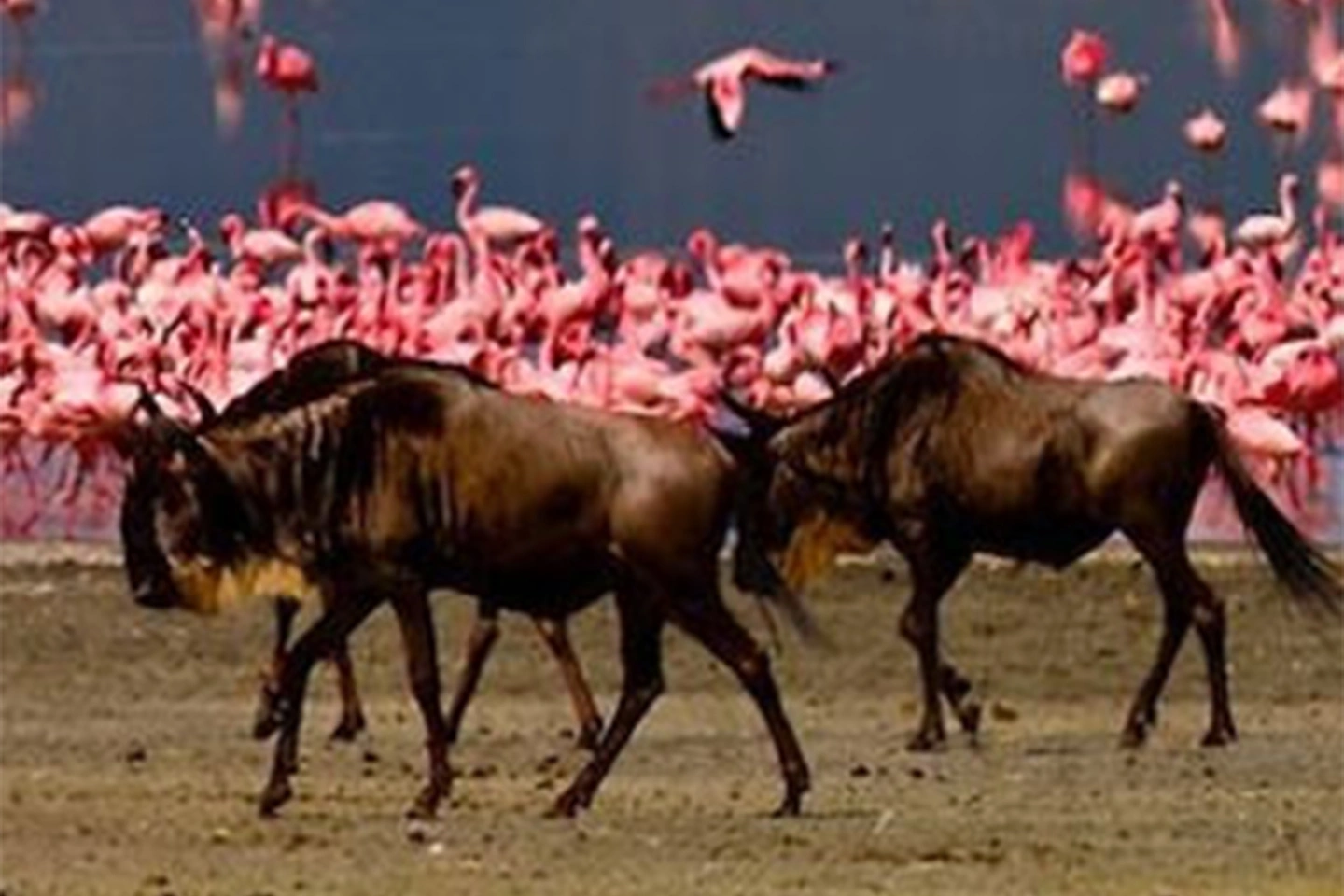 Lake Manyara National Park image 2