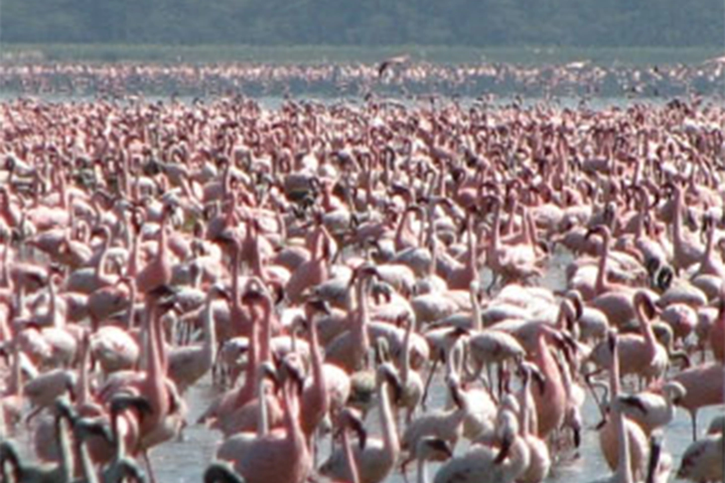 Lake Manyara National Park image 3