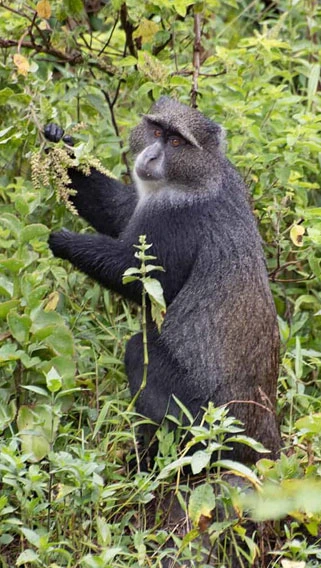 Arusha National Park image 3