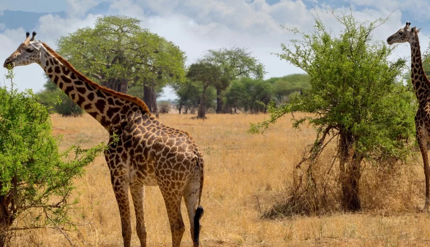 Arusha National Park image 1