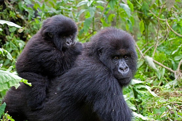 Gorilla Tracking