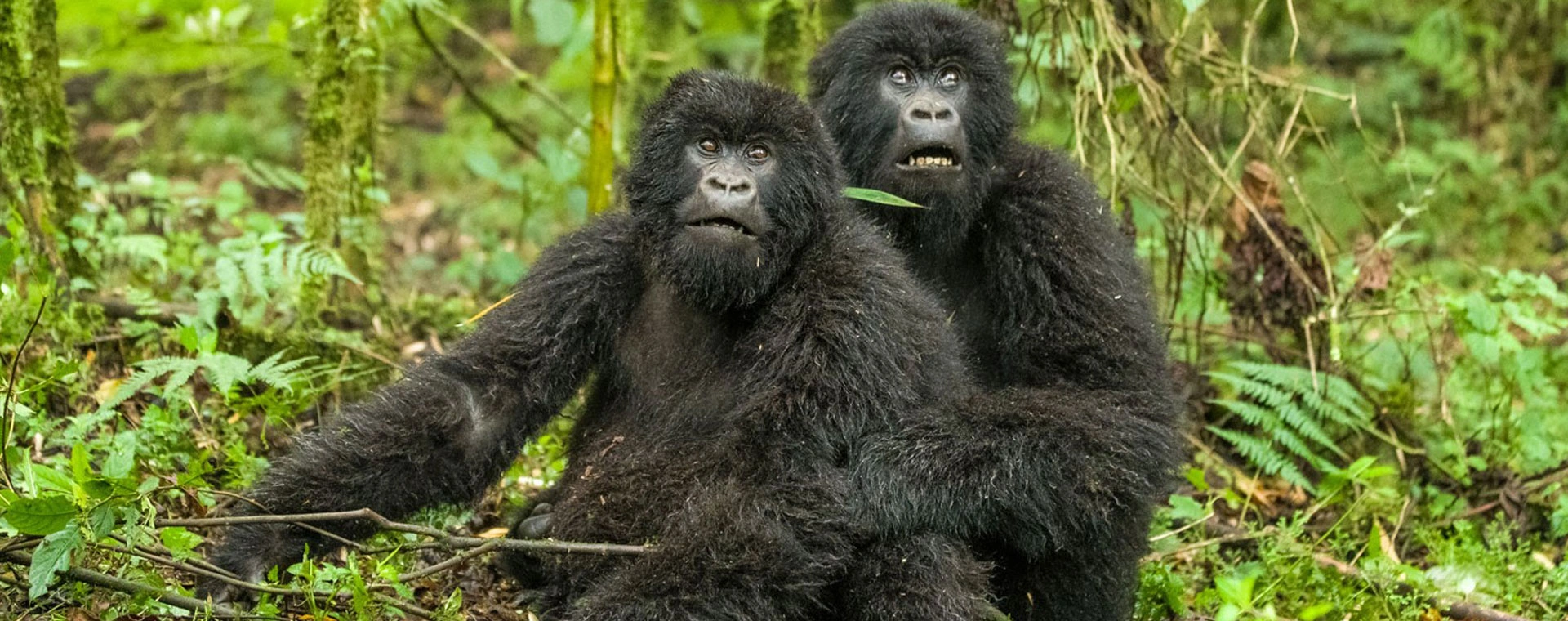 Gorilla Tracking