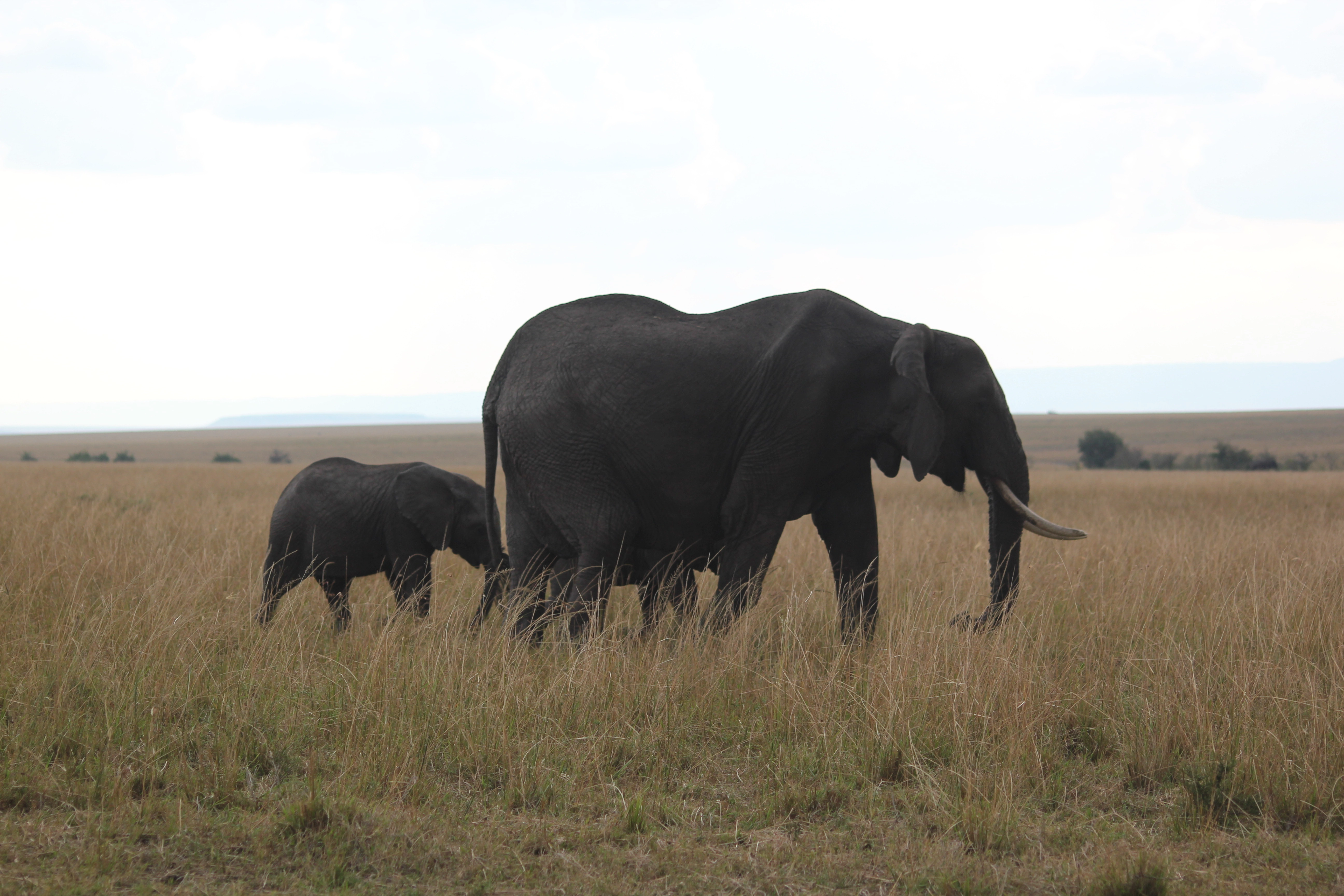 8 Days Zambia Botswana Safari
