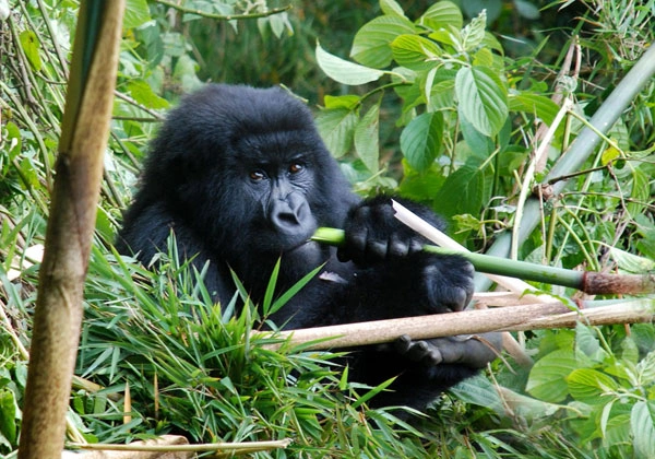 9 Days Uganda Pearl Of Africa