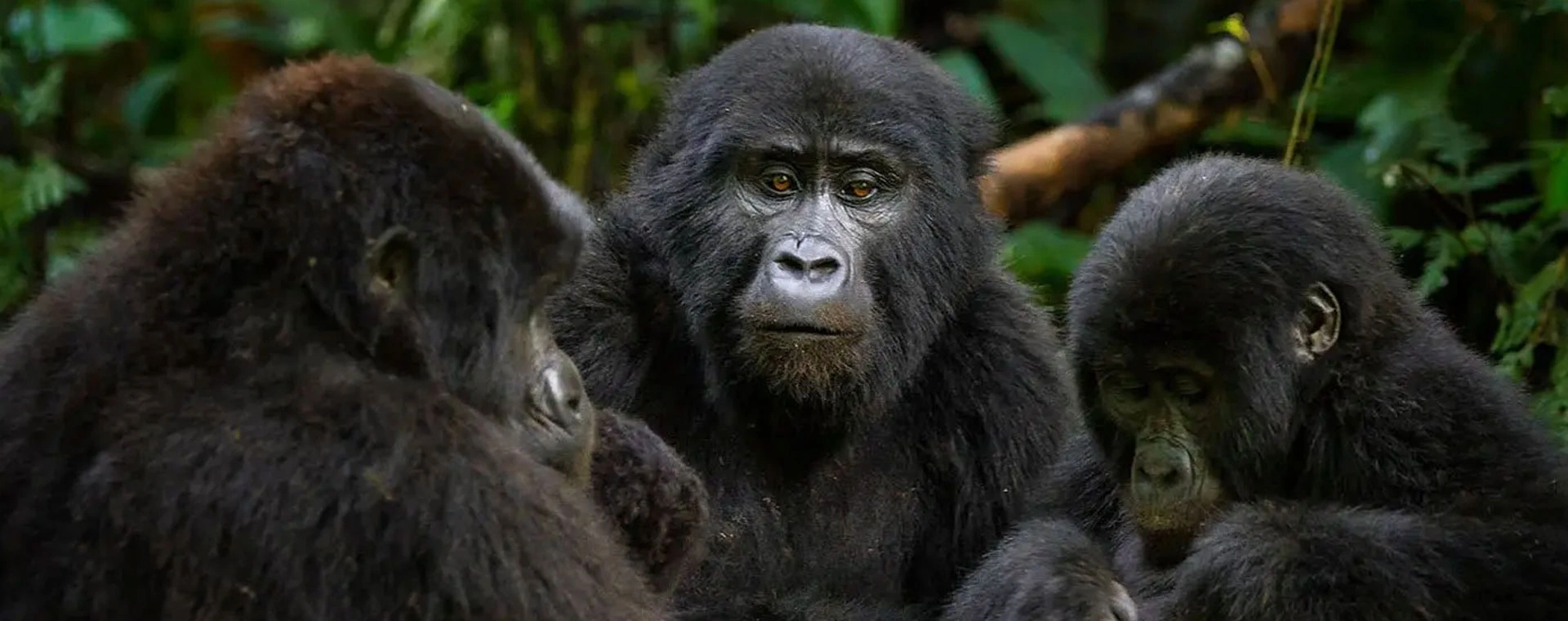 9 Days Uganda Pearl Of Africa