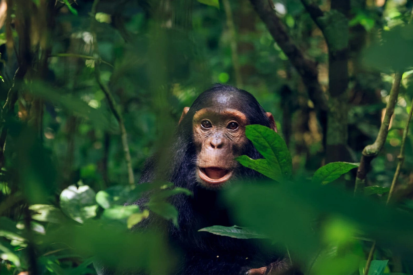4 Days Bwindi Buhoma Gorilla Trek Via Kigali