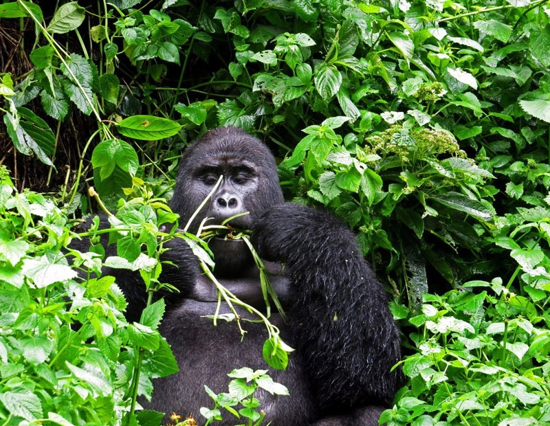5 Days Rwanda Primates Encounter And Lake Kivu