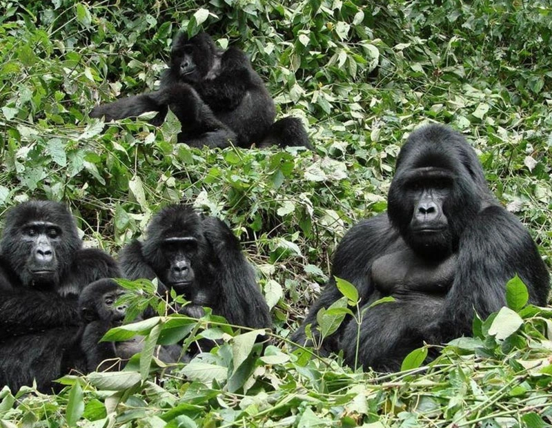 5 Days Rwanda Primates Encounter And Lake Kivu