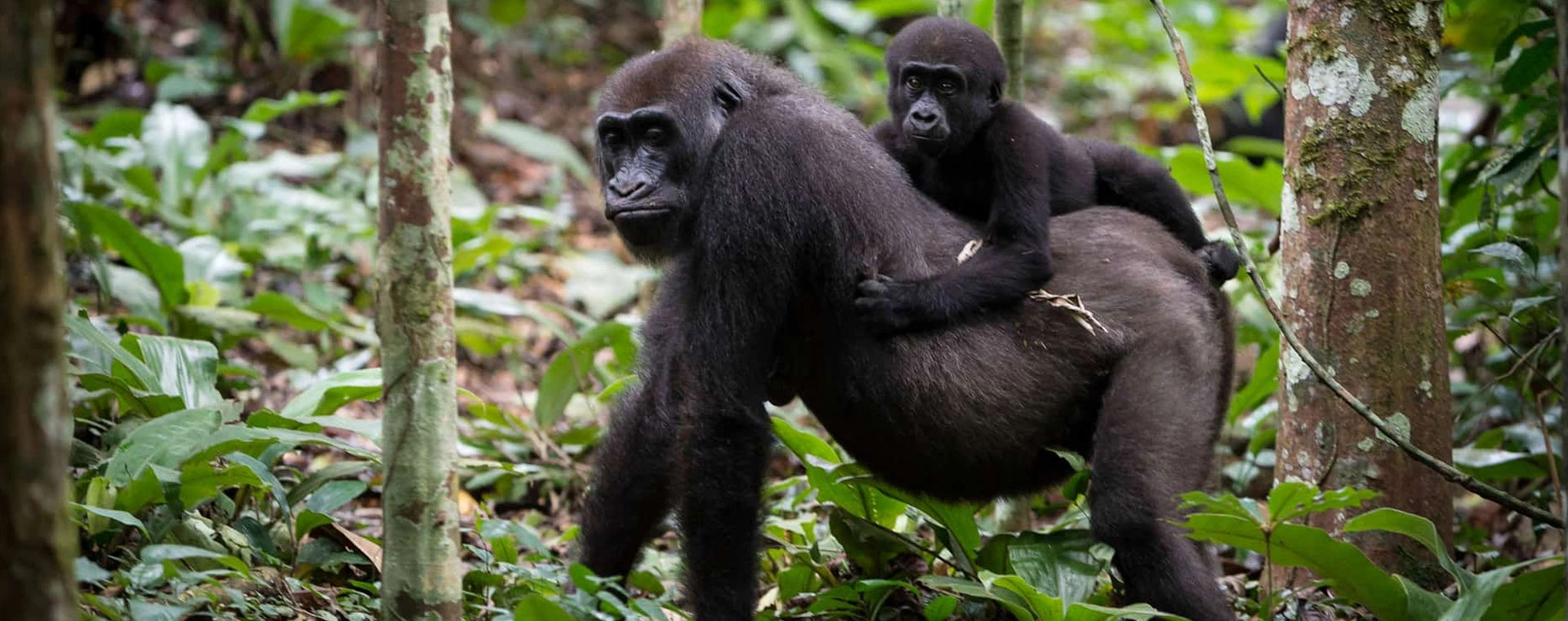 9 Days Rwanda Primate Adventure Safari