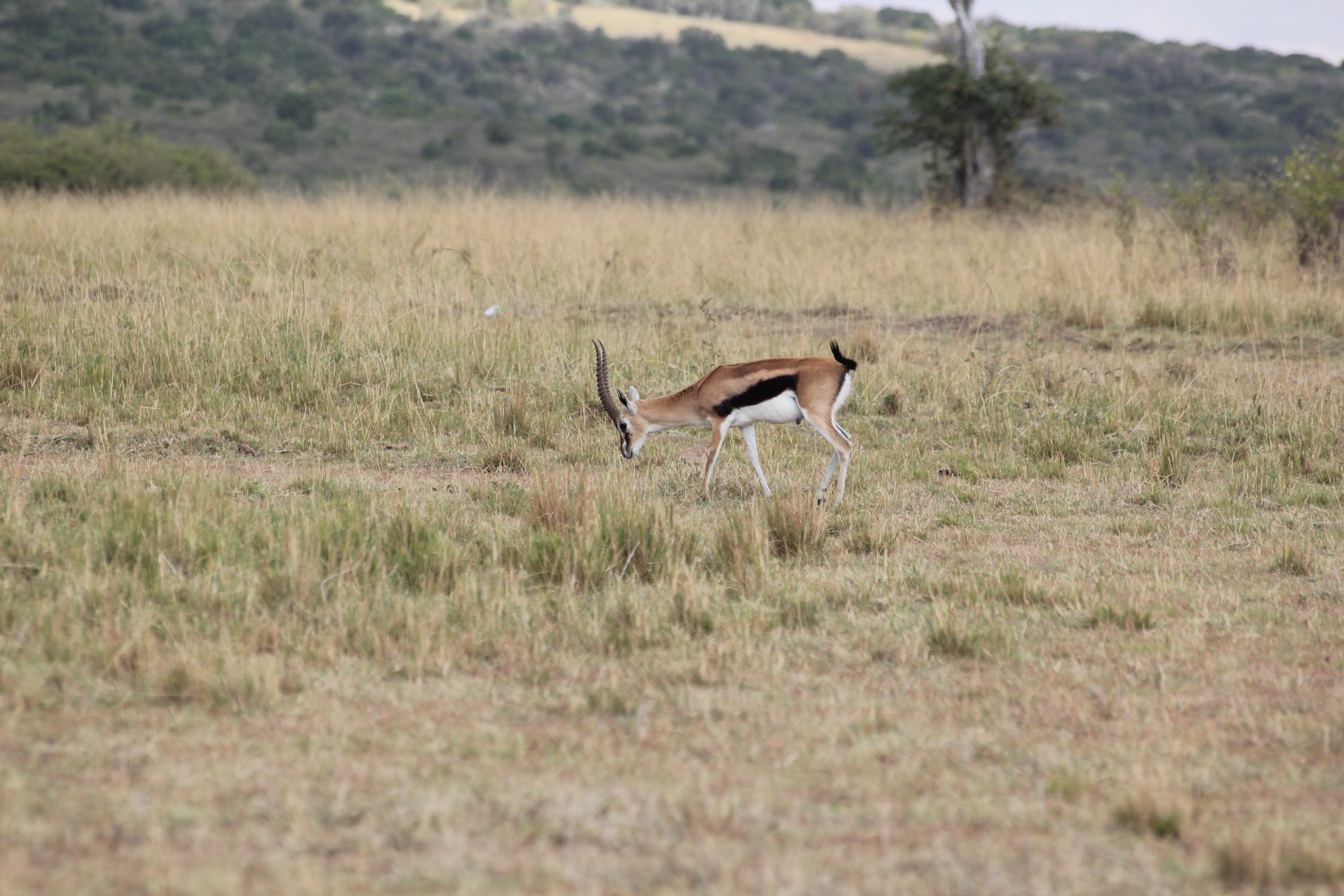 Tanzania Incentives, Meetings & Conferences