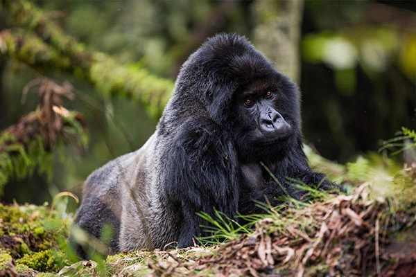6 Days Rwanda Wildlife And Primate Adventure Safari
