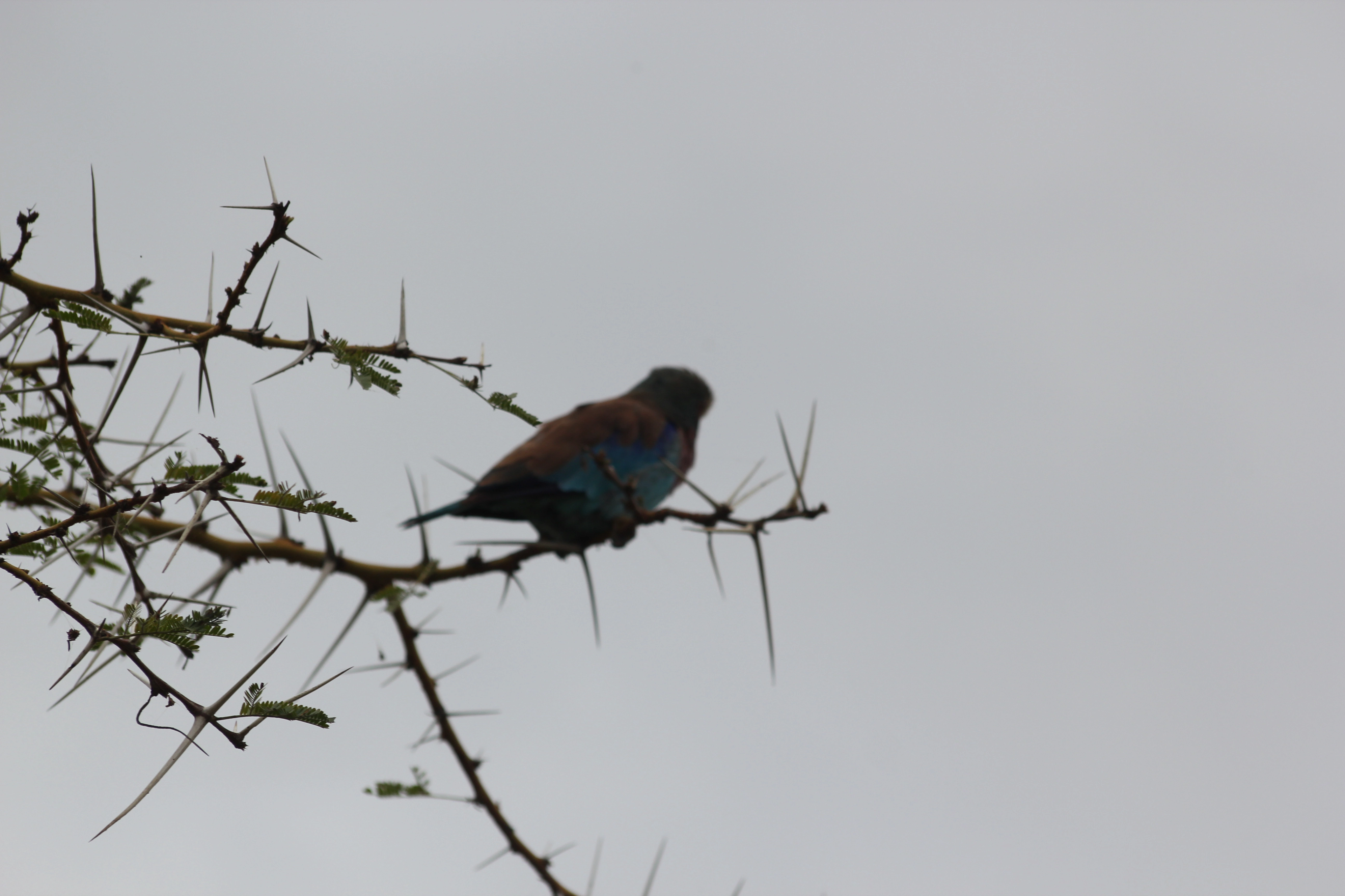 5 Days Tanzania Birding Safari