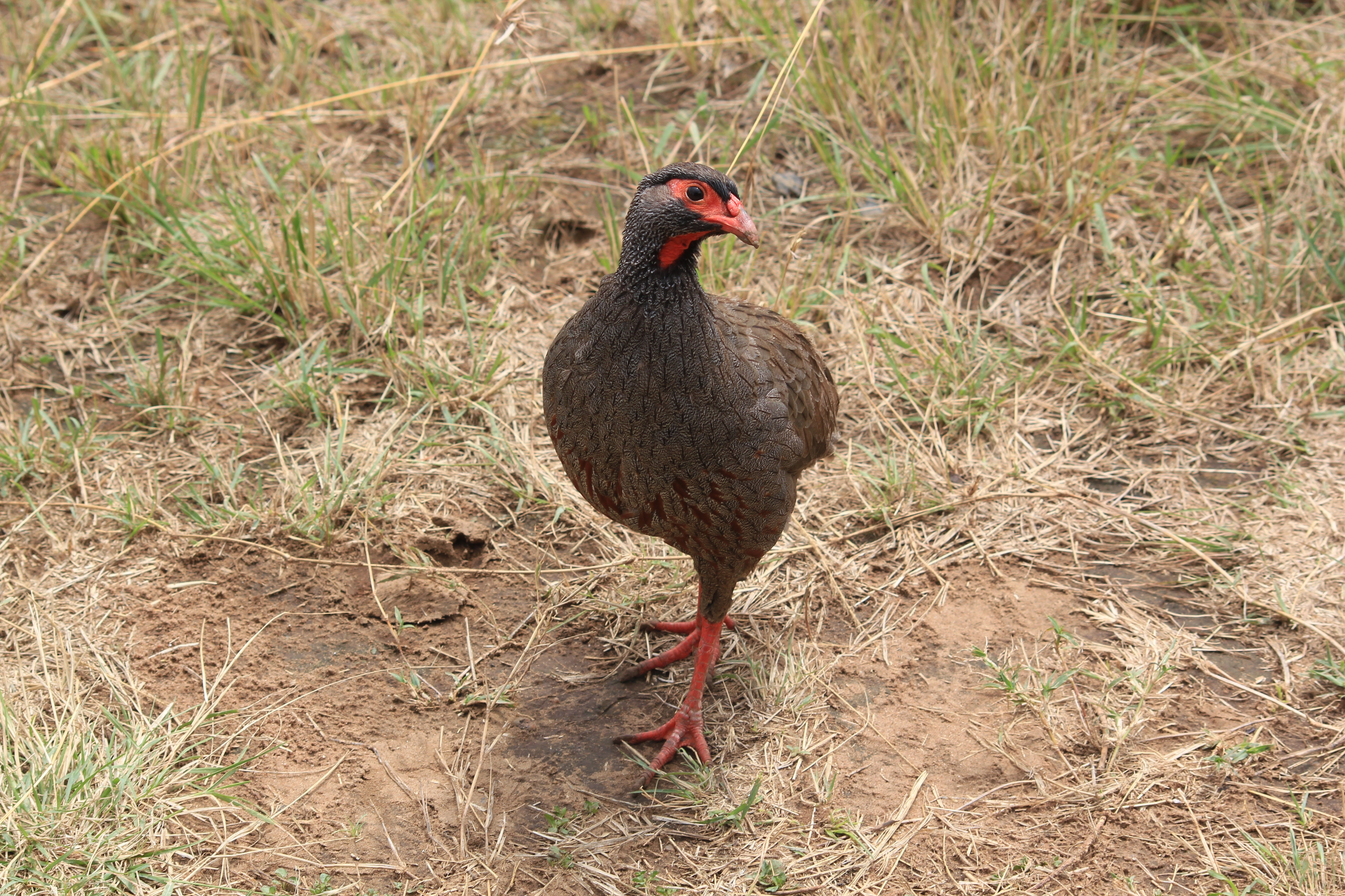 5 Days Tanzania Birding Safari