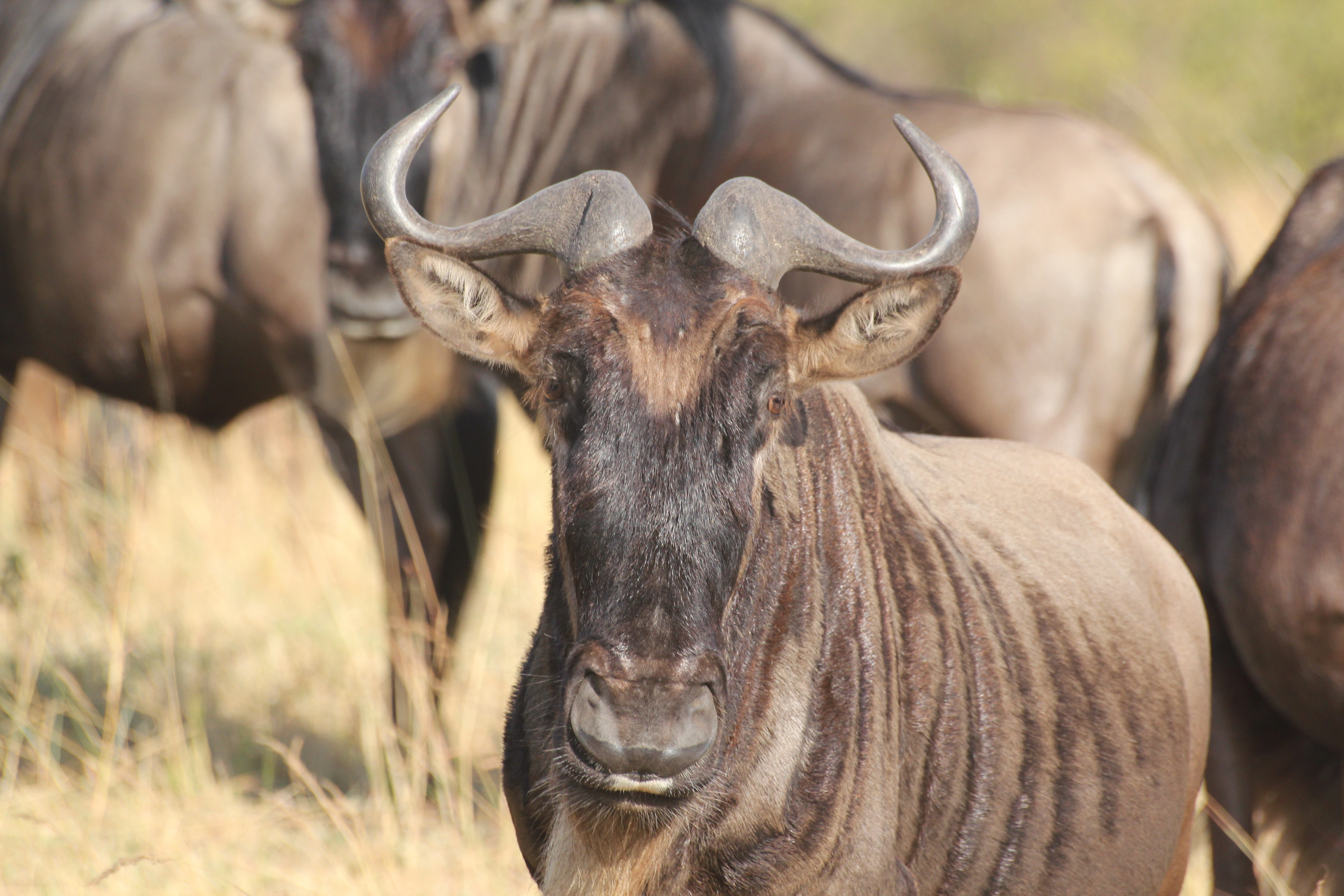 7 Days Tanzania Cultural Tour Bushmen Land