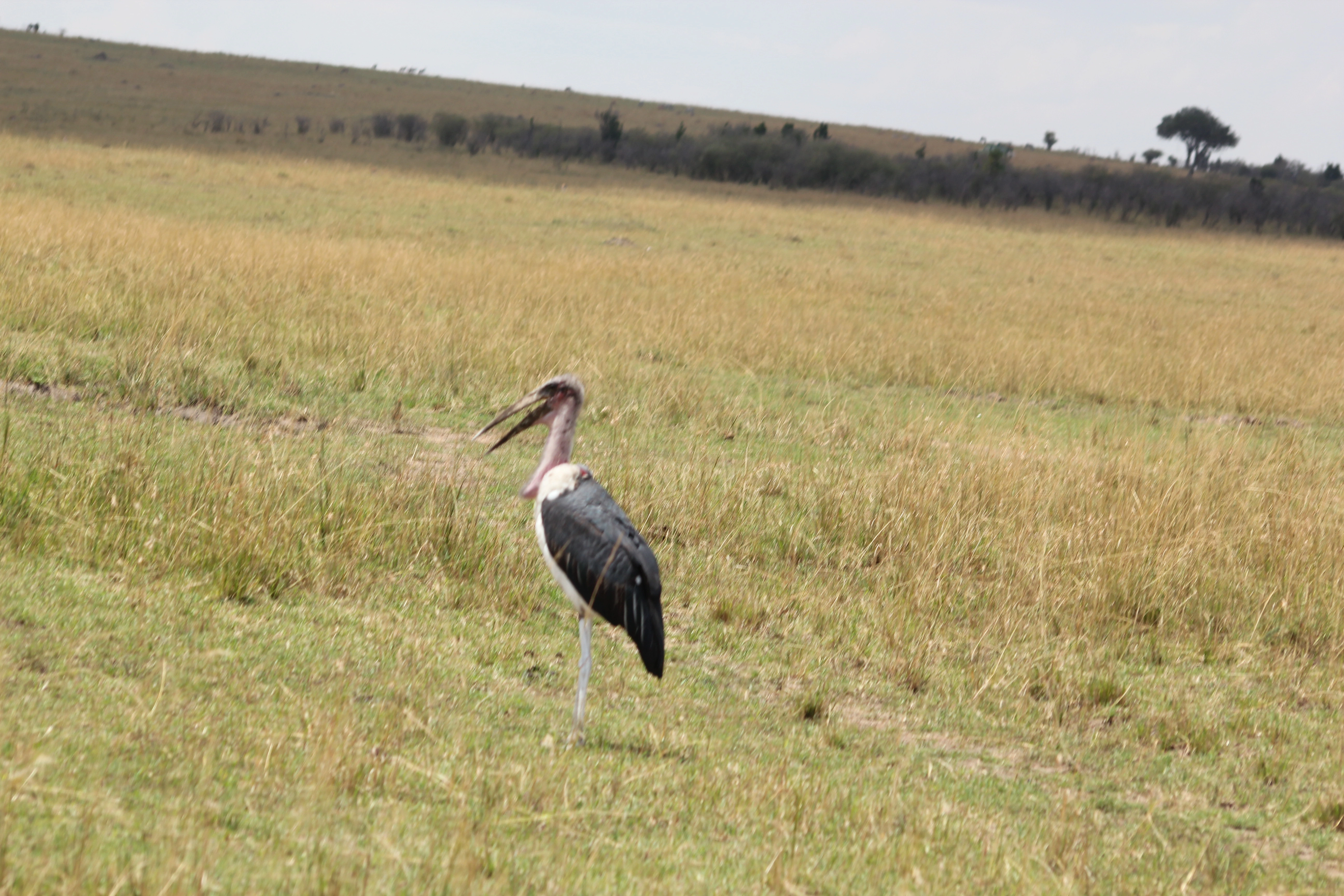 7 Days Tanzania Bird-Watching Safari