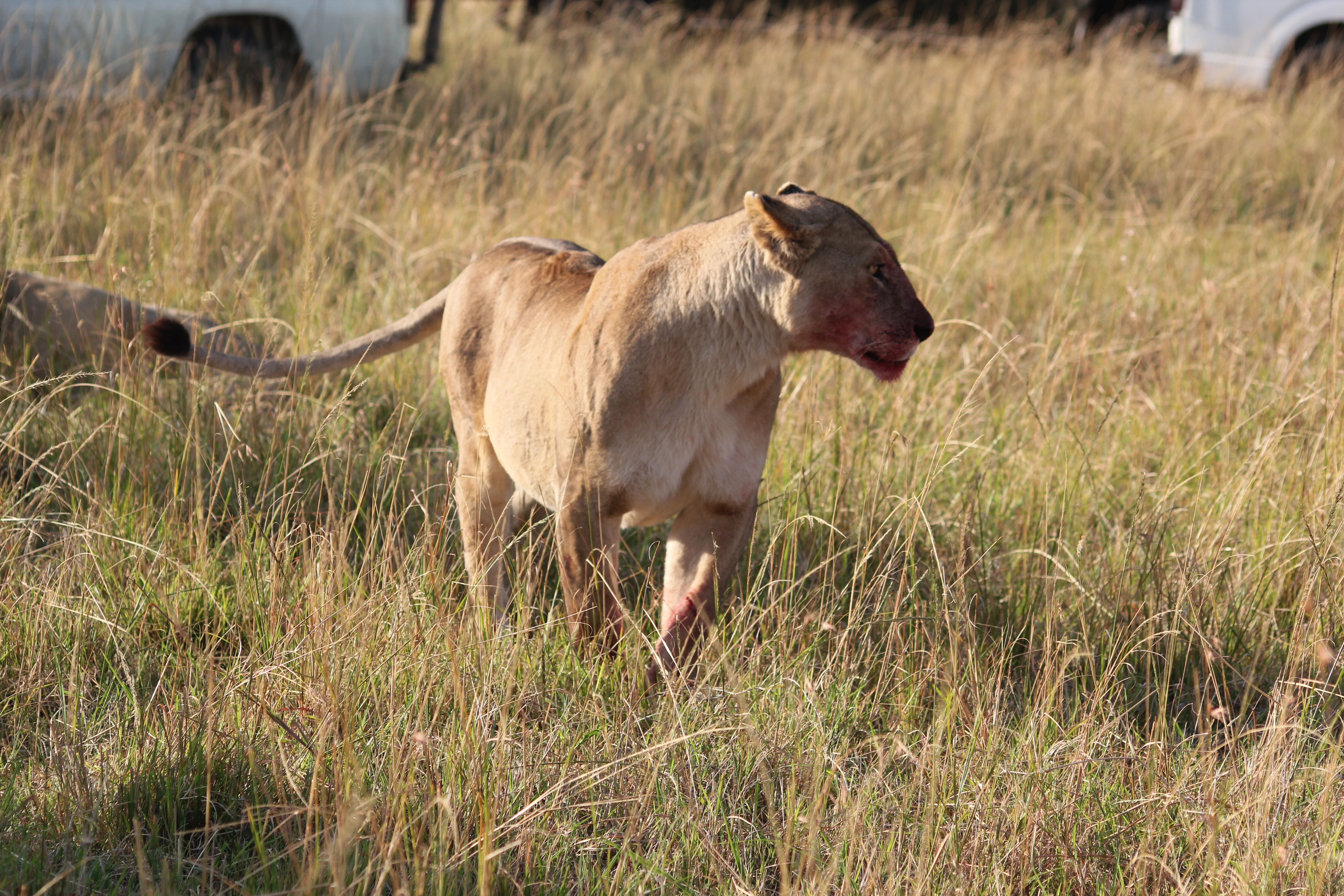 7 Days Tanzania Bird-Watching Safari