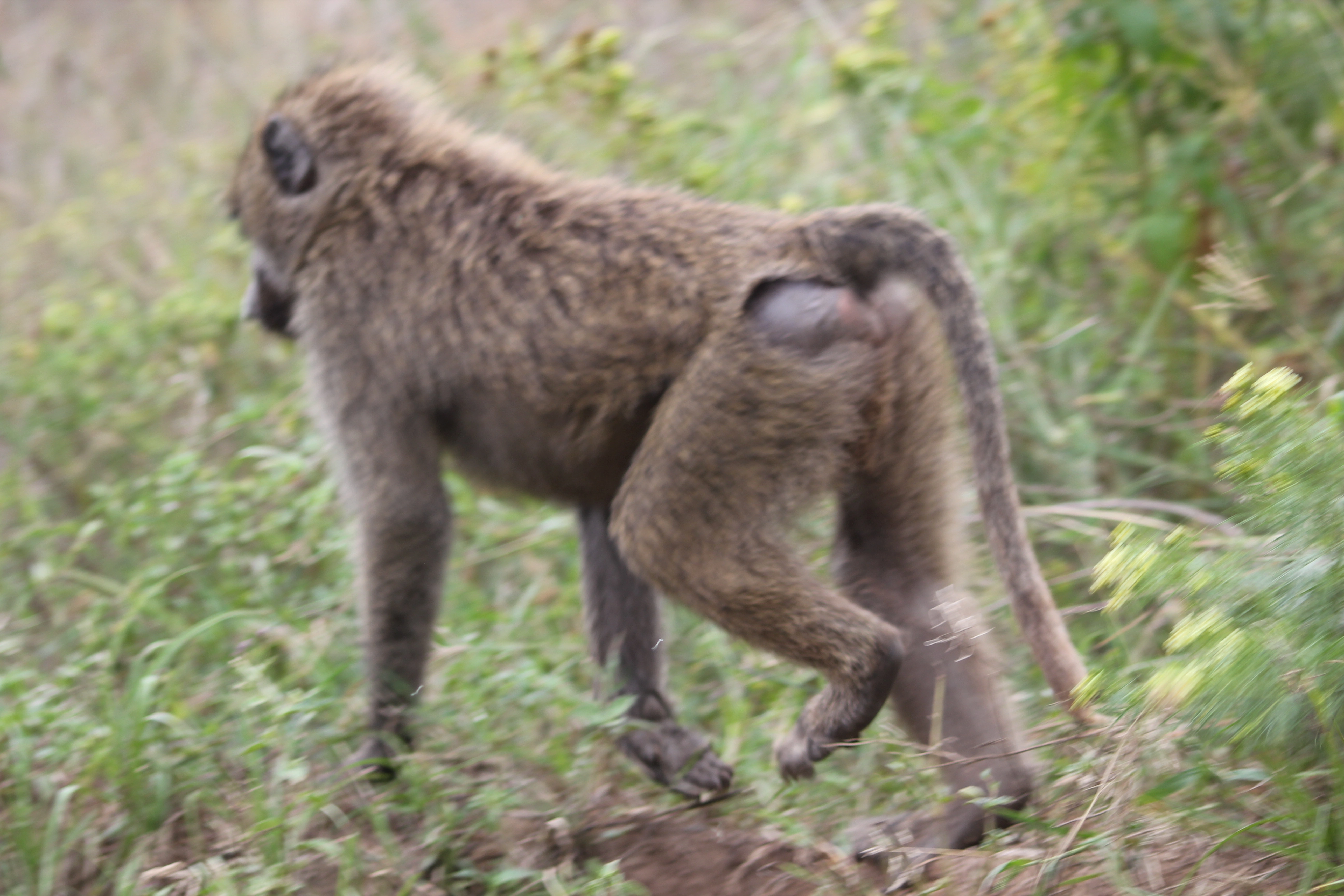 7 Days Tanzania Bird-Watching Safari