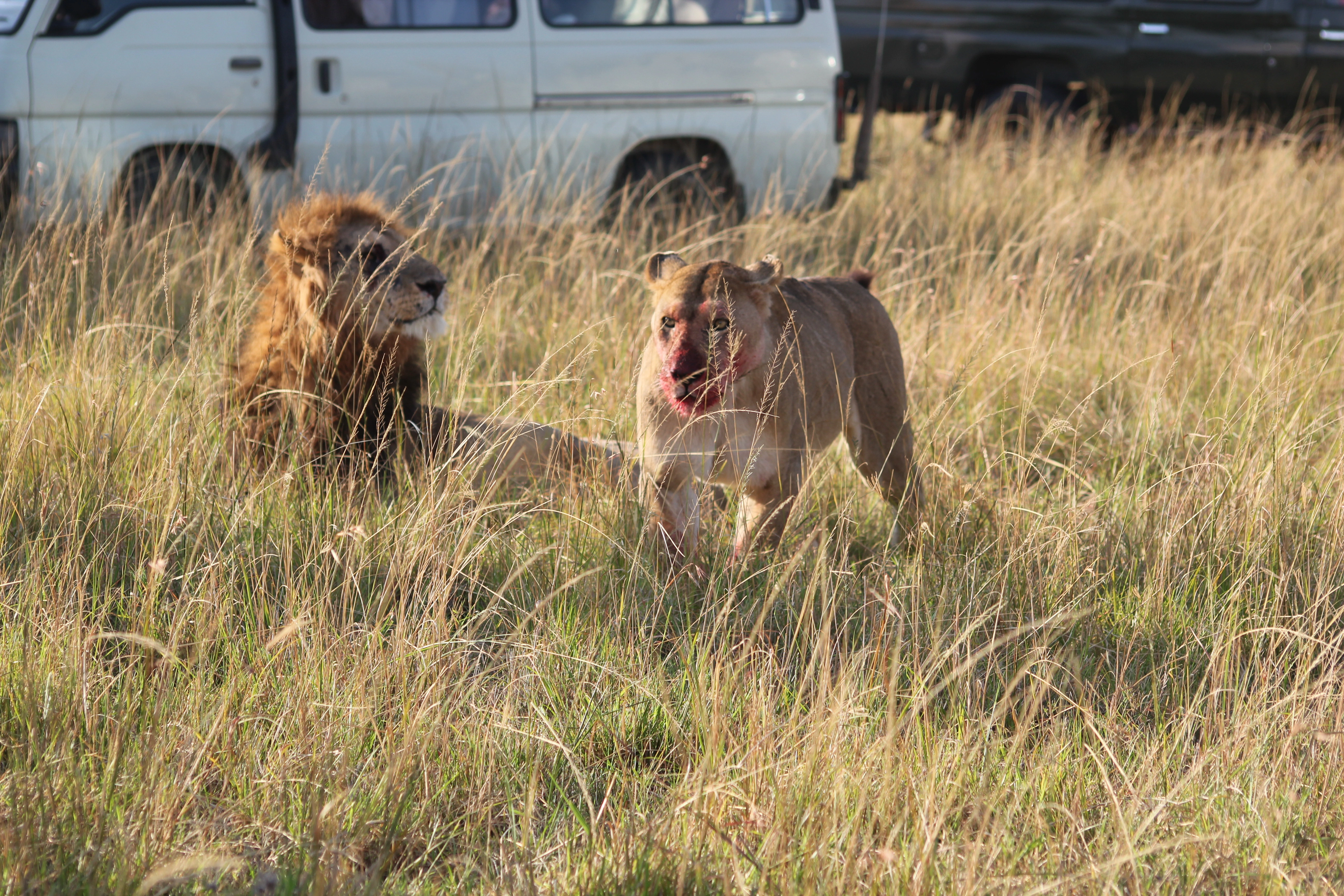3 Days Tanzania Bird Watching Safari