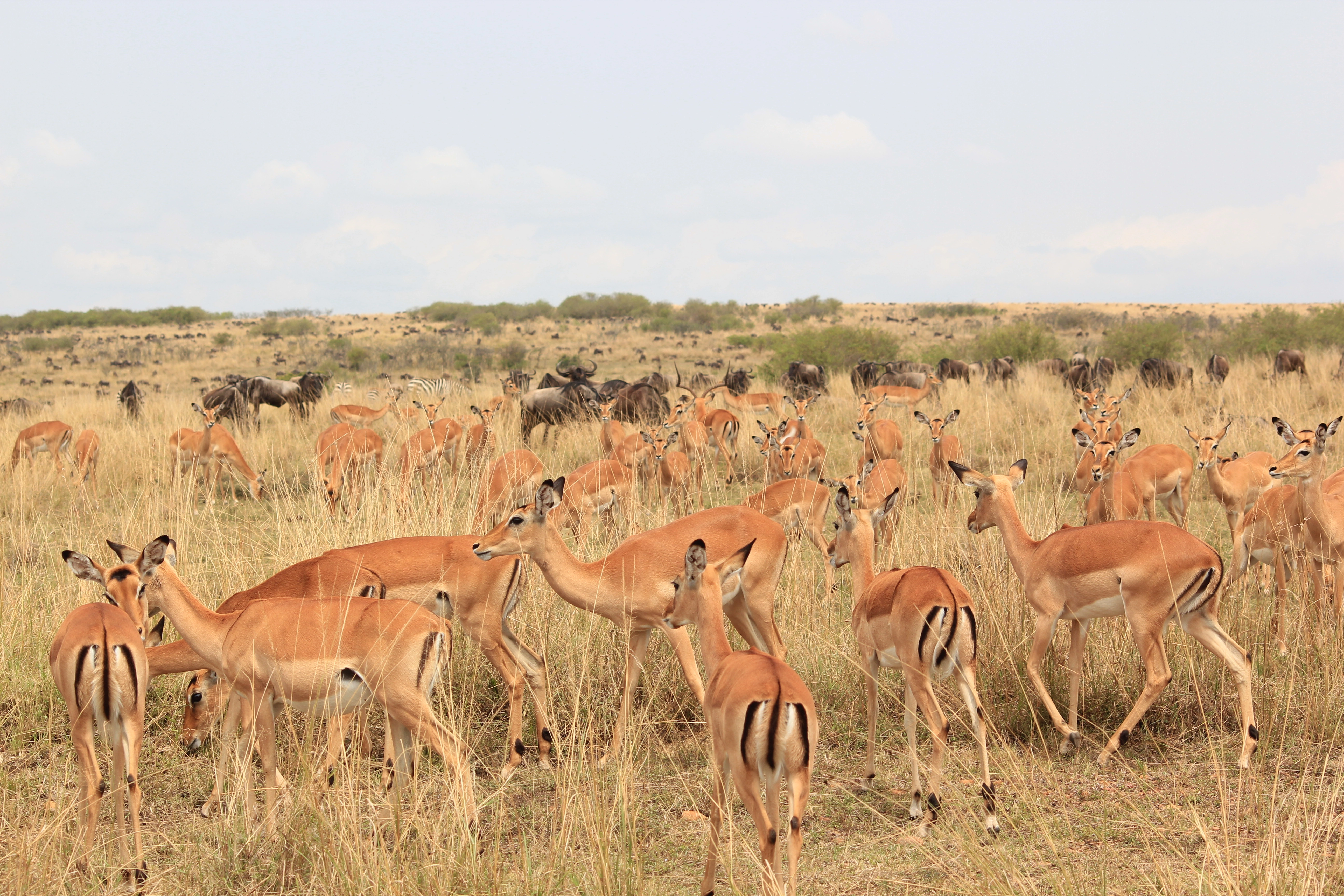 3 Days Tanzania Bird Watching Safari