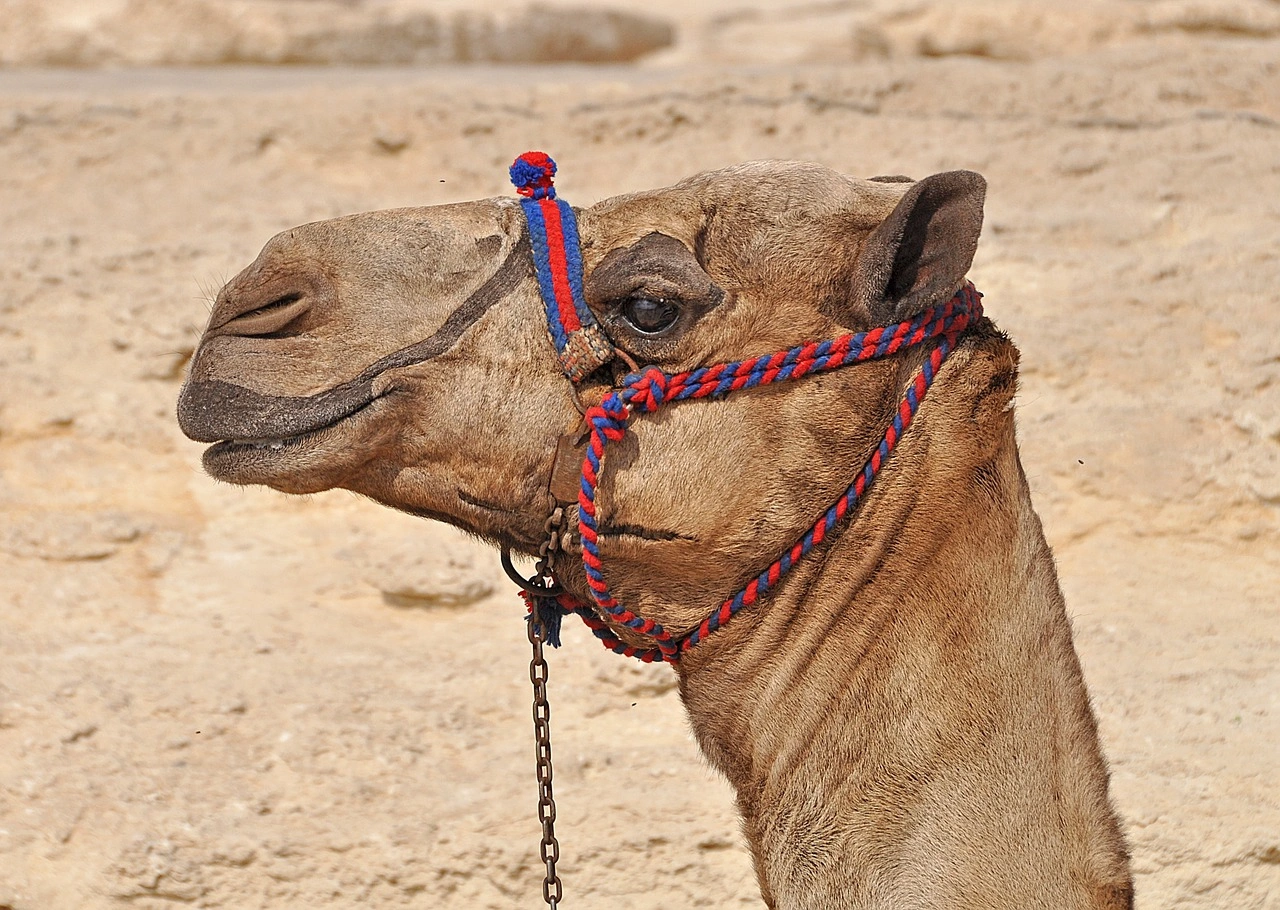 4 Days Cairo City Break