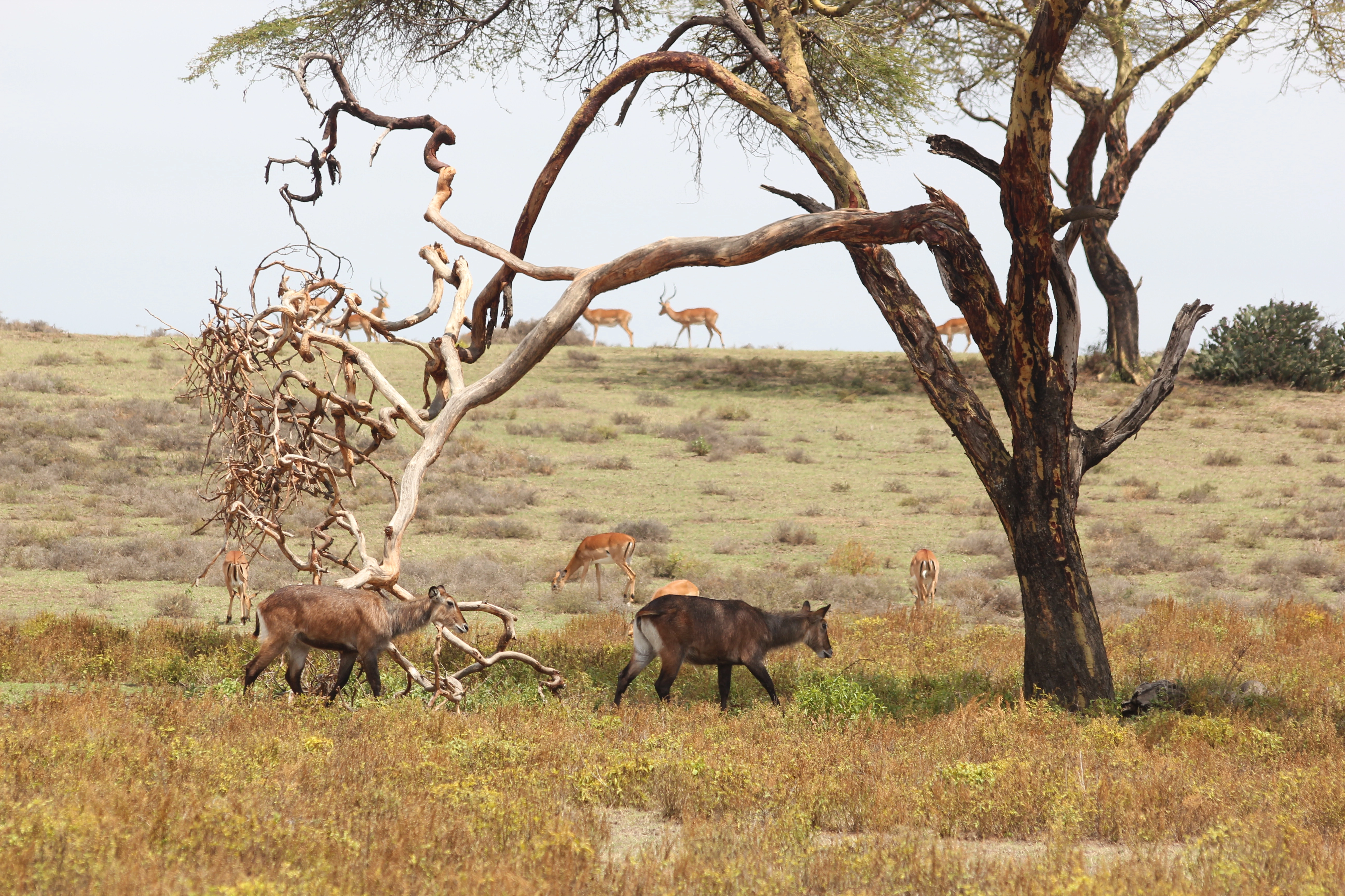 Zambia Destination