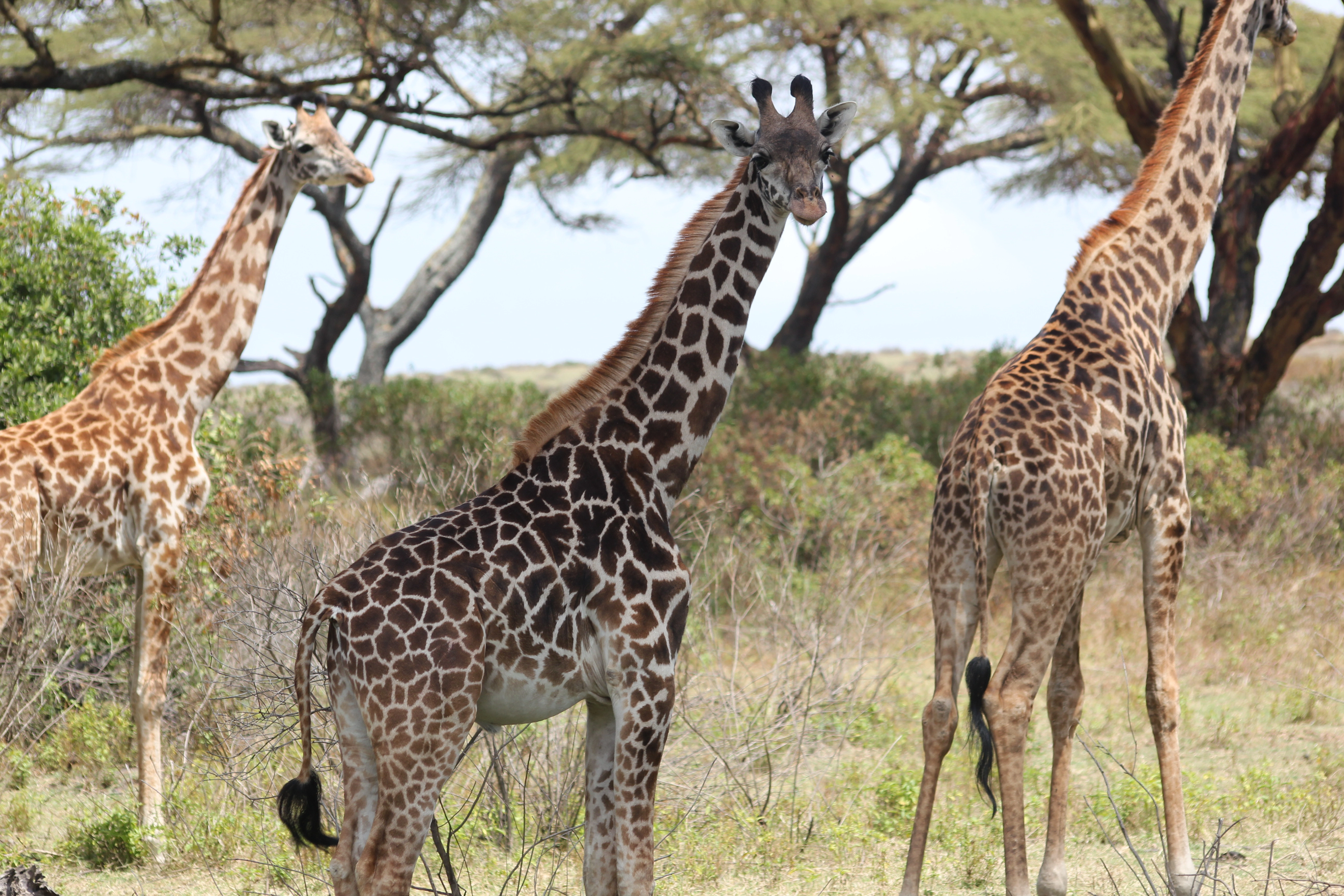The Giraffe Centre