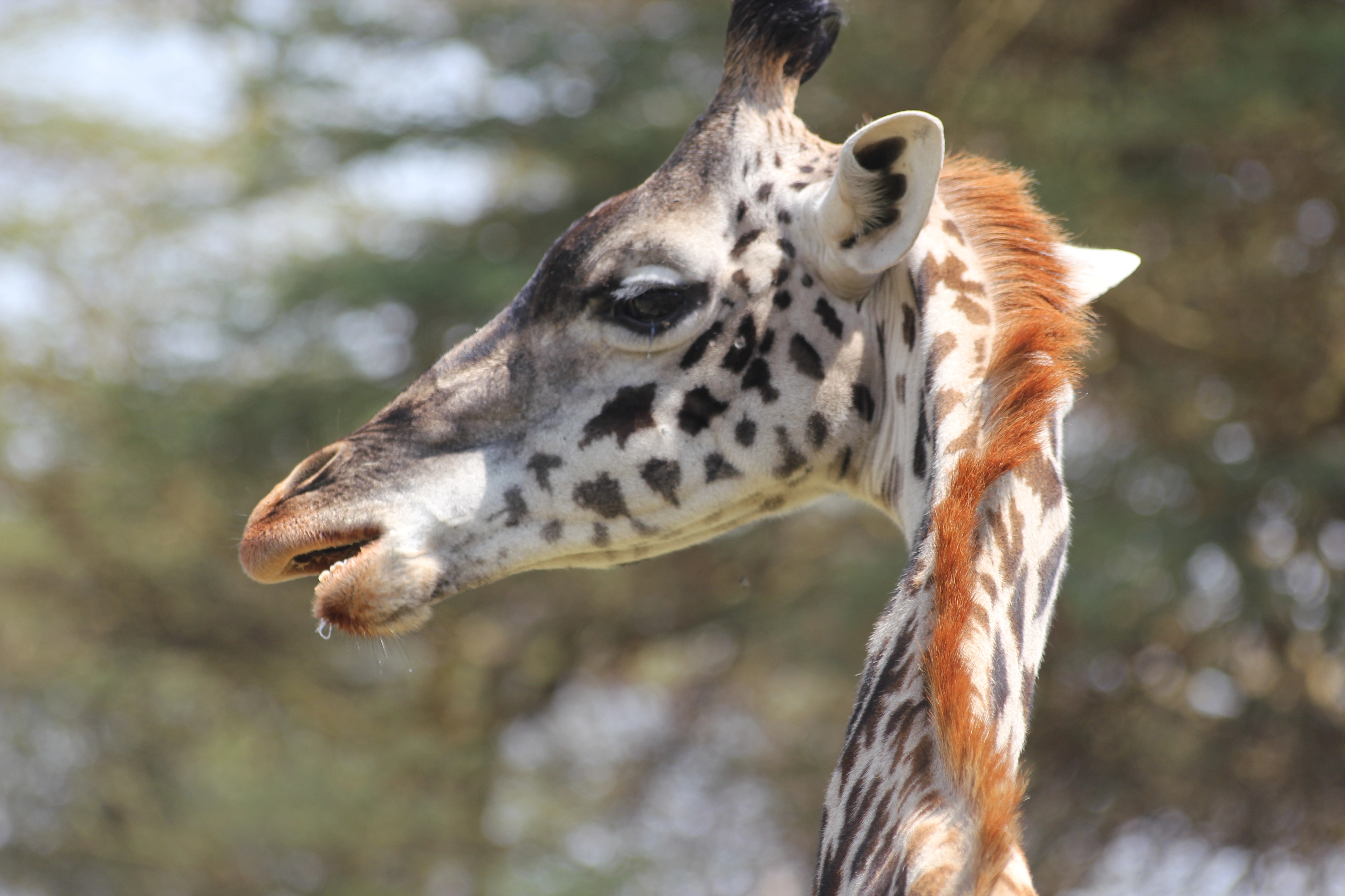 The Giraffe Centre