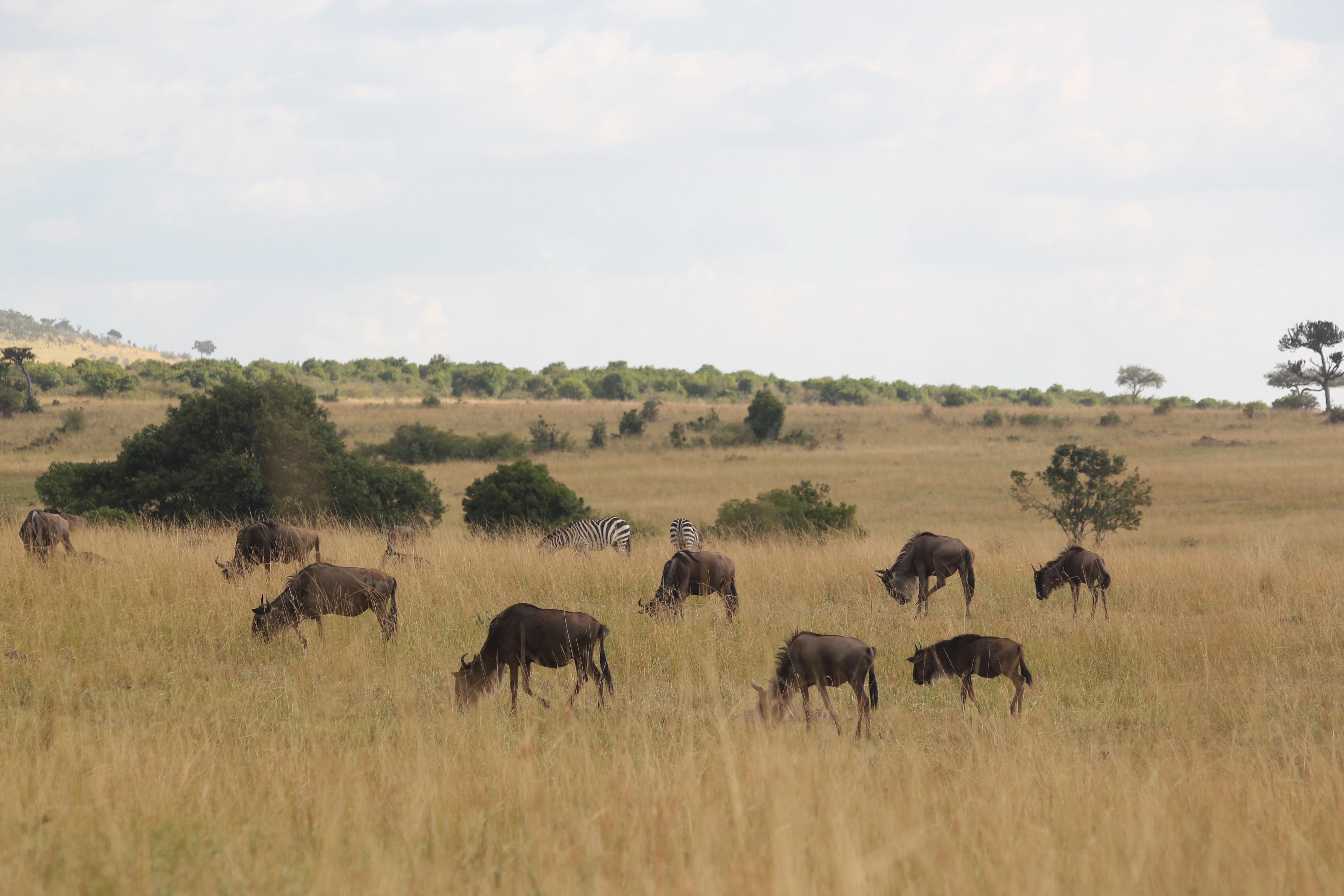 Kenya, Tanzania & Mombasa Beach Safari (17 Days