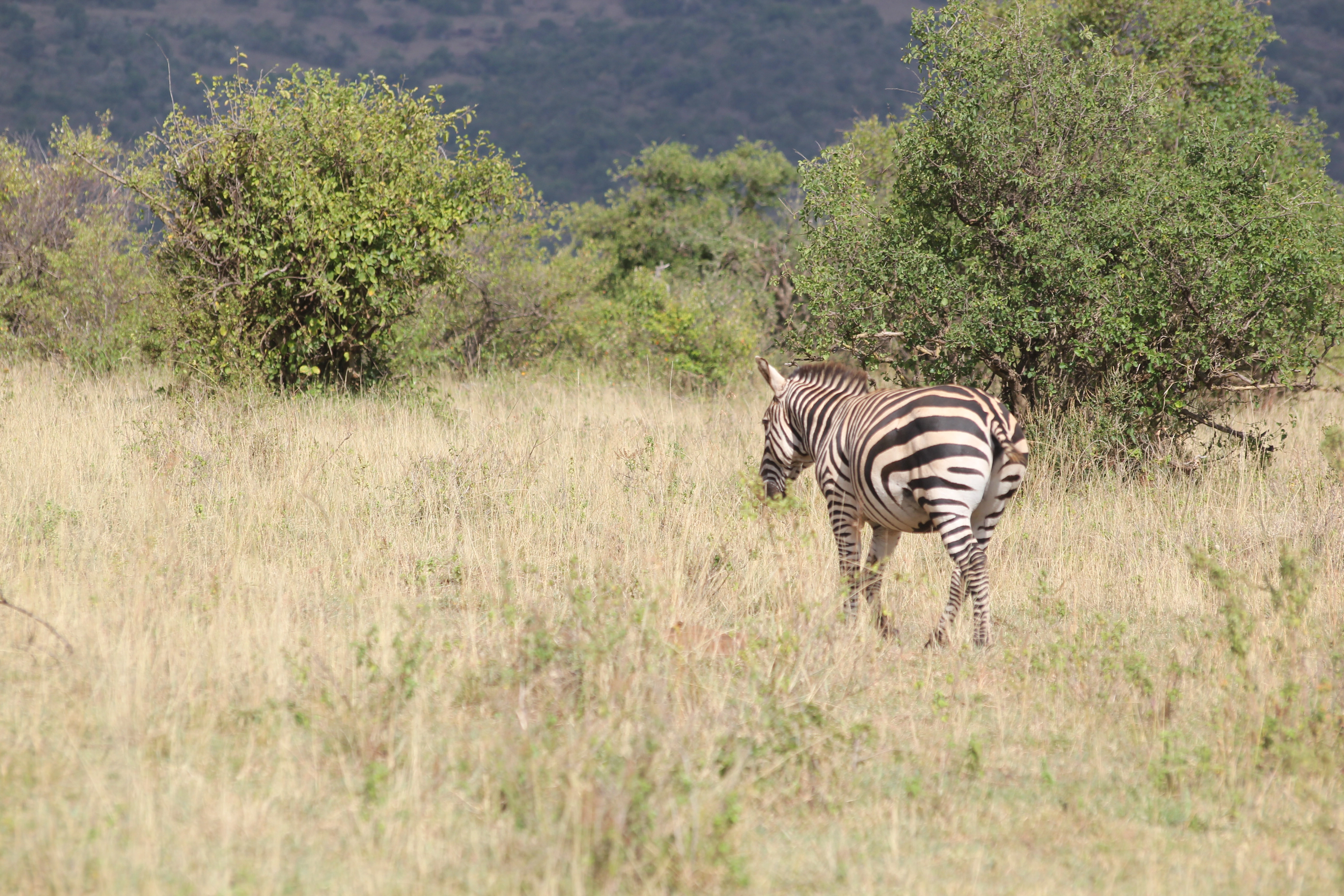 Kenya, Tanzania & Mombasa Beach Safari (17 Days