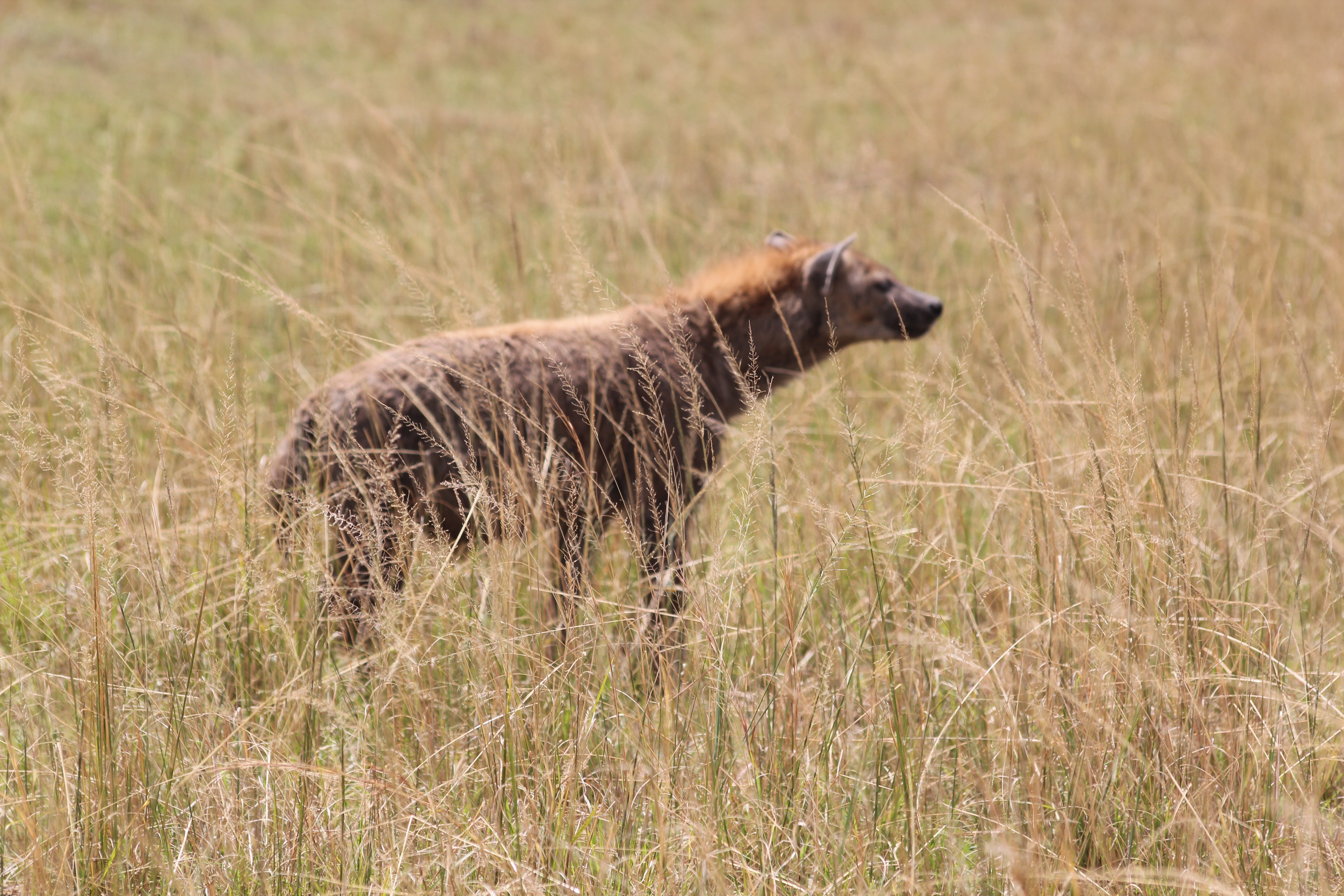 Kenya & Tanzania Safari (13 Days)