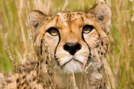 6 Days Kenya highlight Wildlife Safari