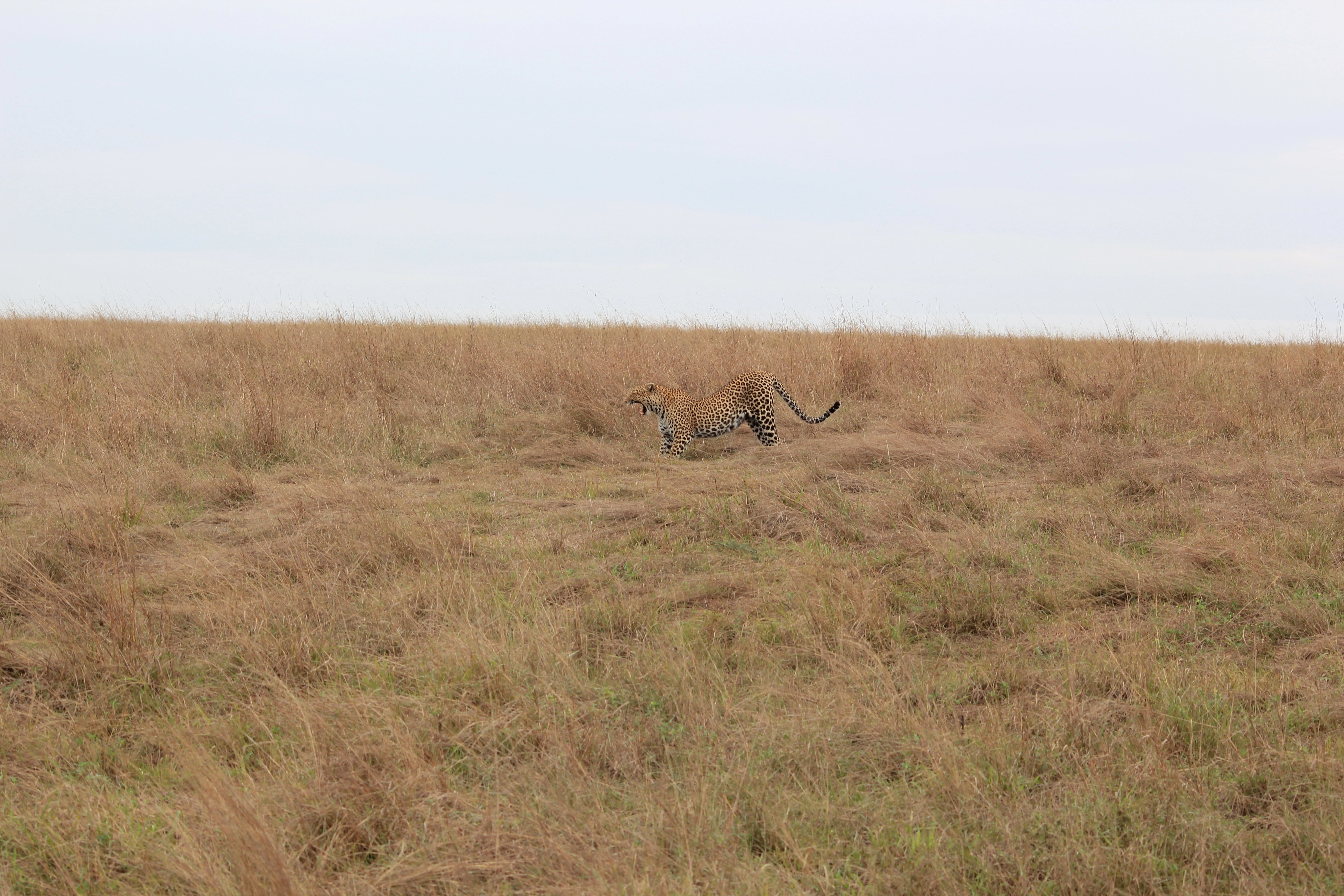 Safari Mpaka (6 Days)