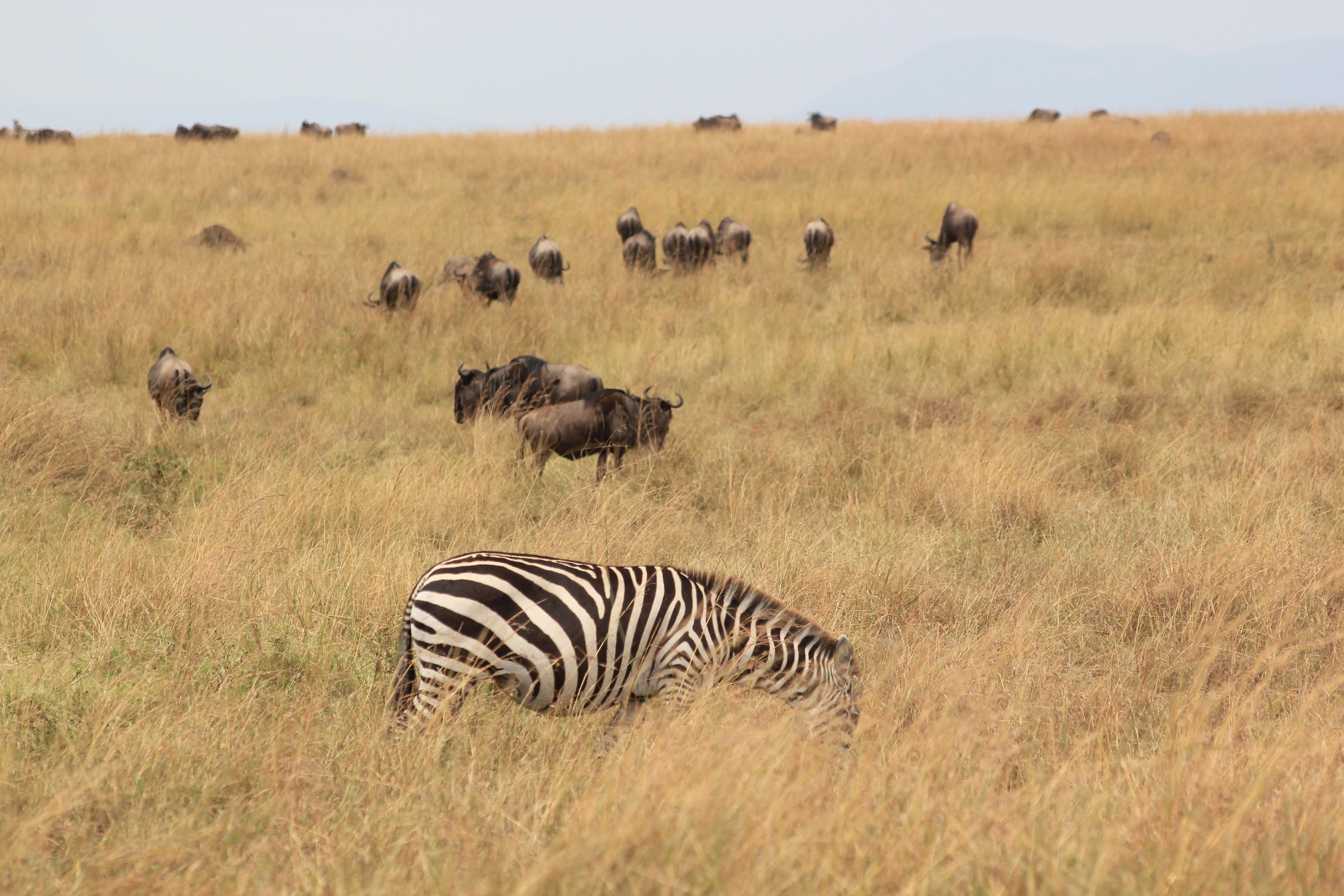 Safari Mpaka (6 Days)
